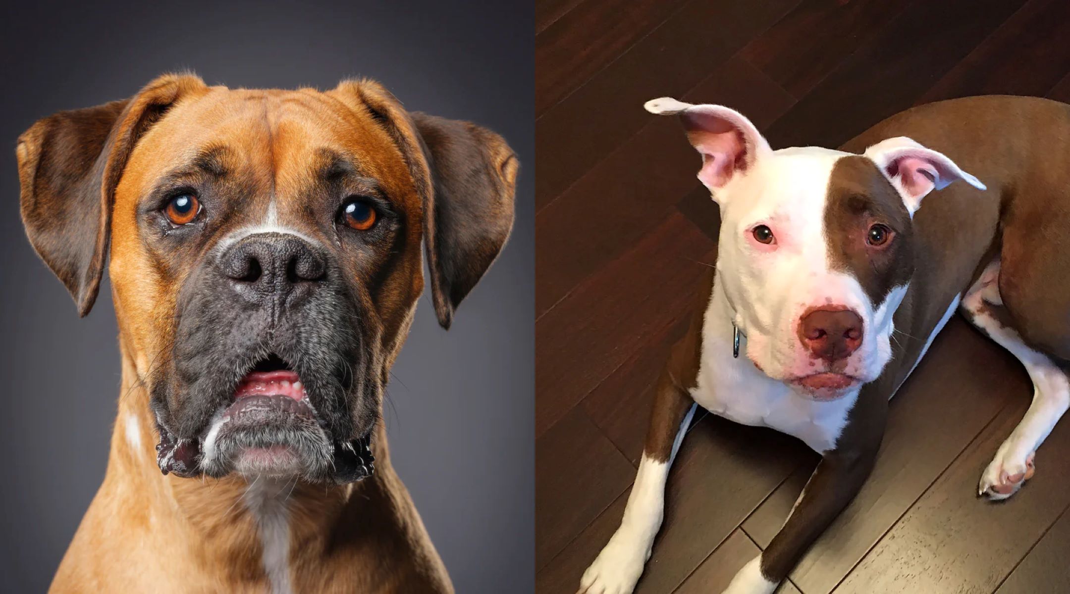 The Ultimate Guide To Distinguishing Pitbulls And Boxers: Unveiling Their Unique Physical Traits And Traits