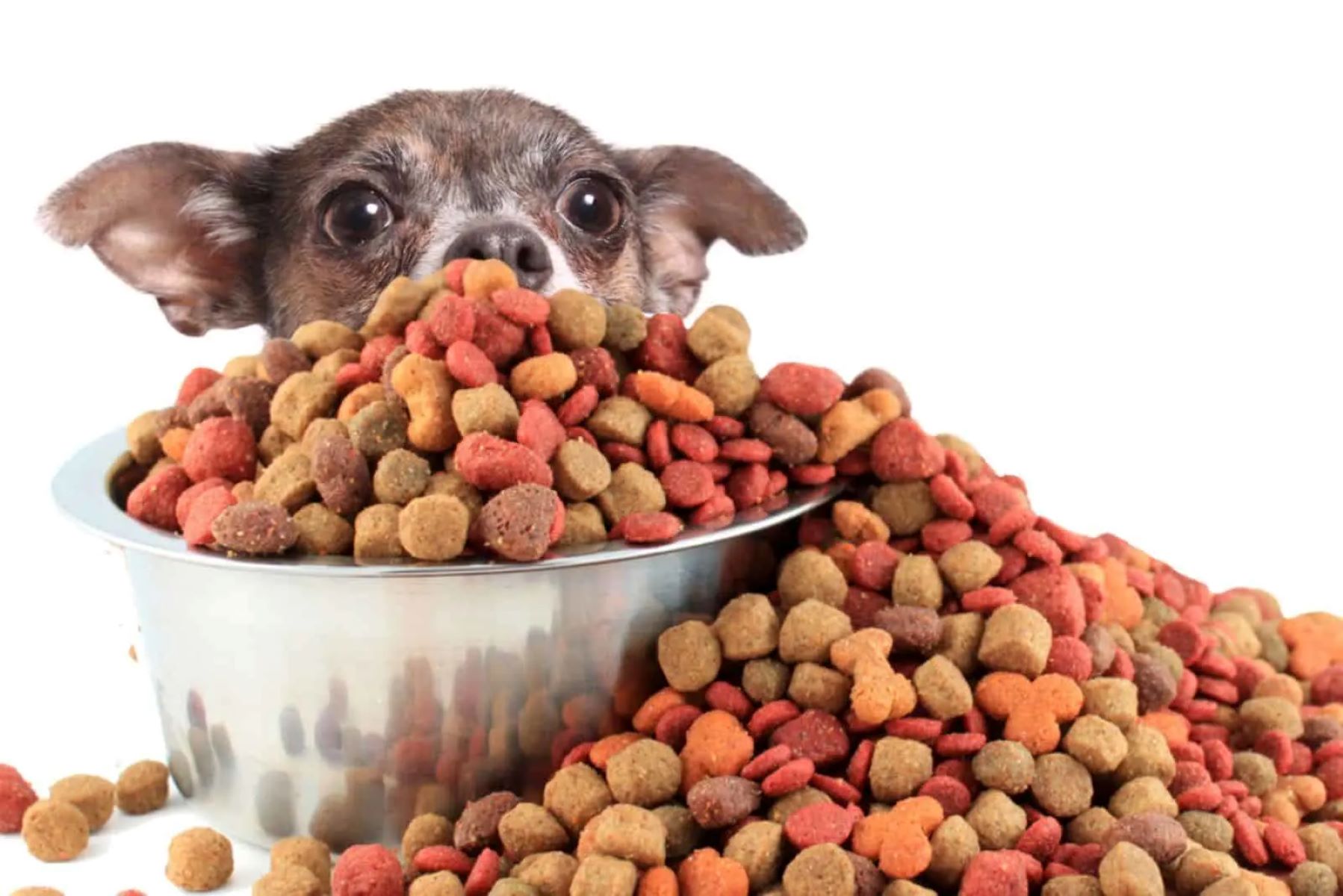 The Ultimate Guide To Feeding Your Two-Year Old Chihuahua