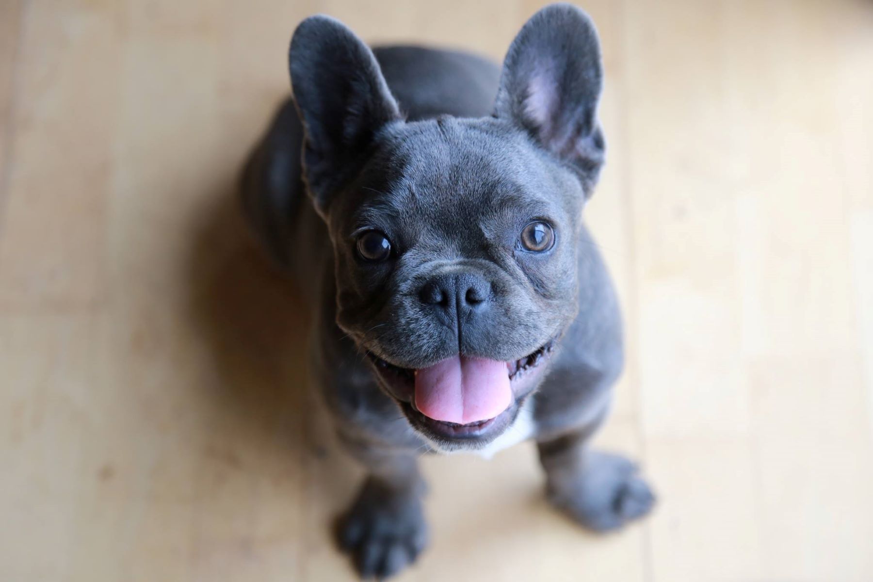 The Ultimate Guide To Finding A Reputable French Bulldog Breeder