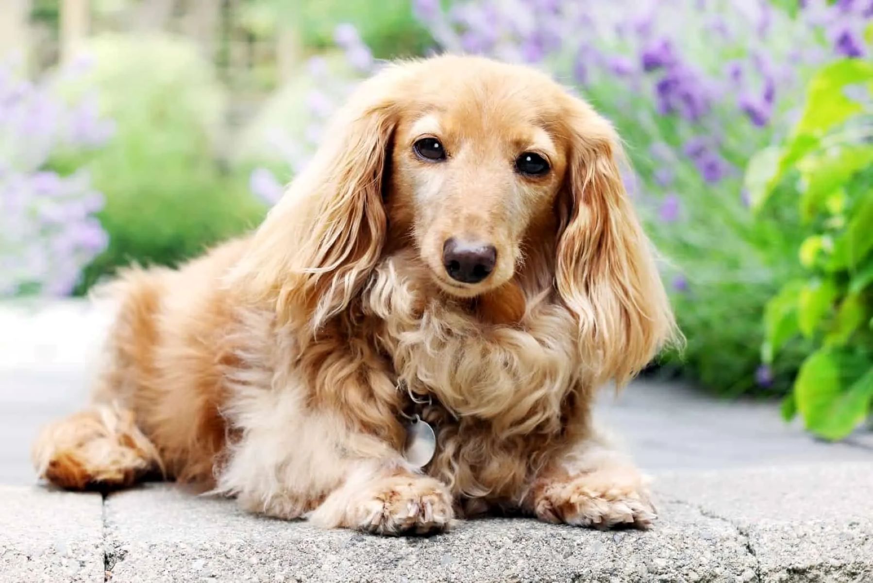 The Ultimate Guide To Finding Your Dream Cream Dachshund: Unveiling The Secrets To Success!