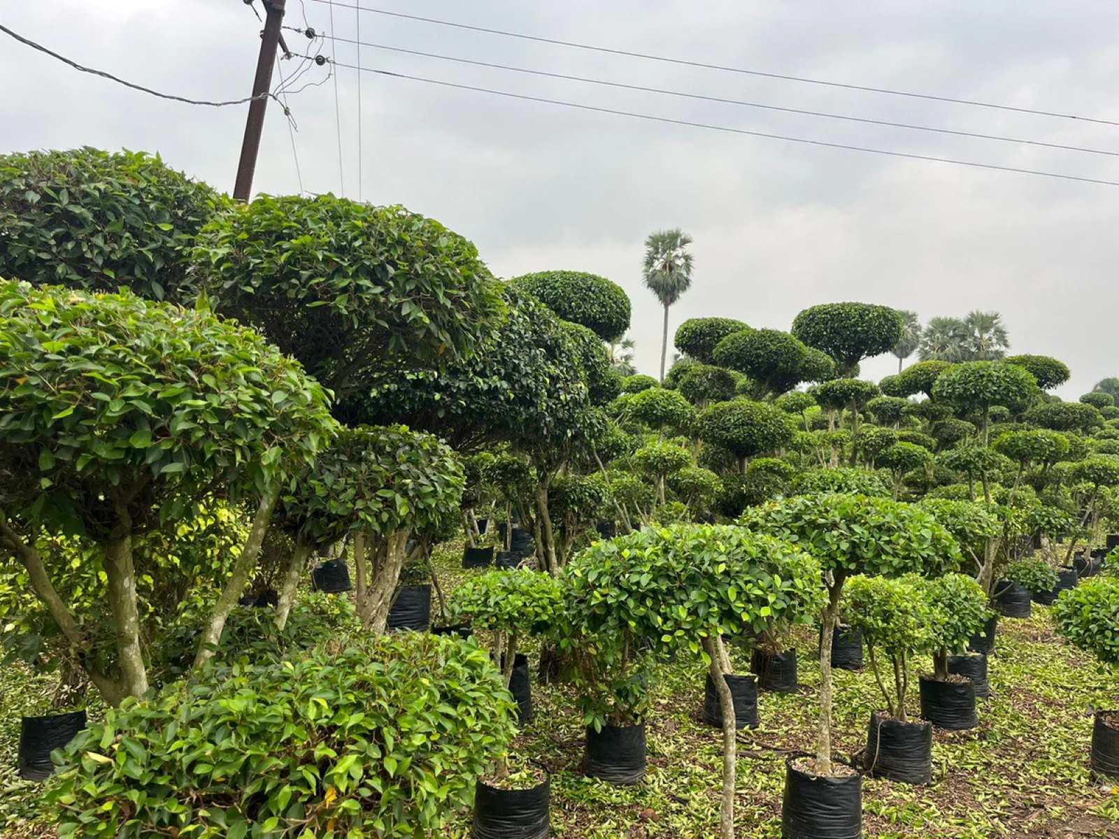 The Ultimate Guide To Growing Ficus Trees Outdoors