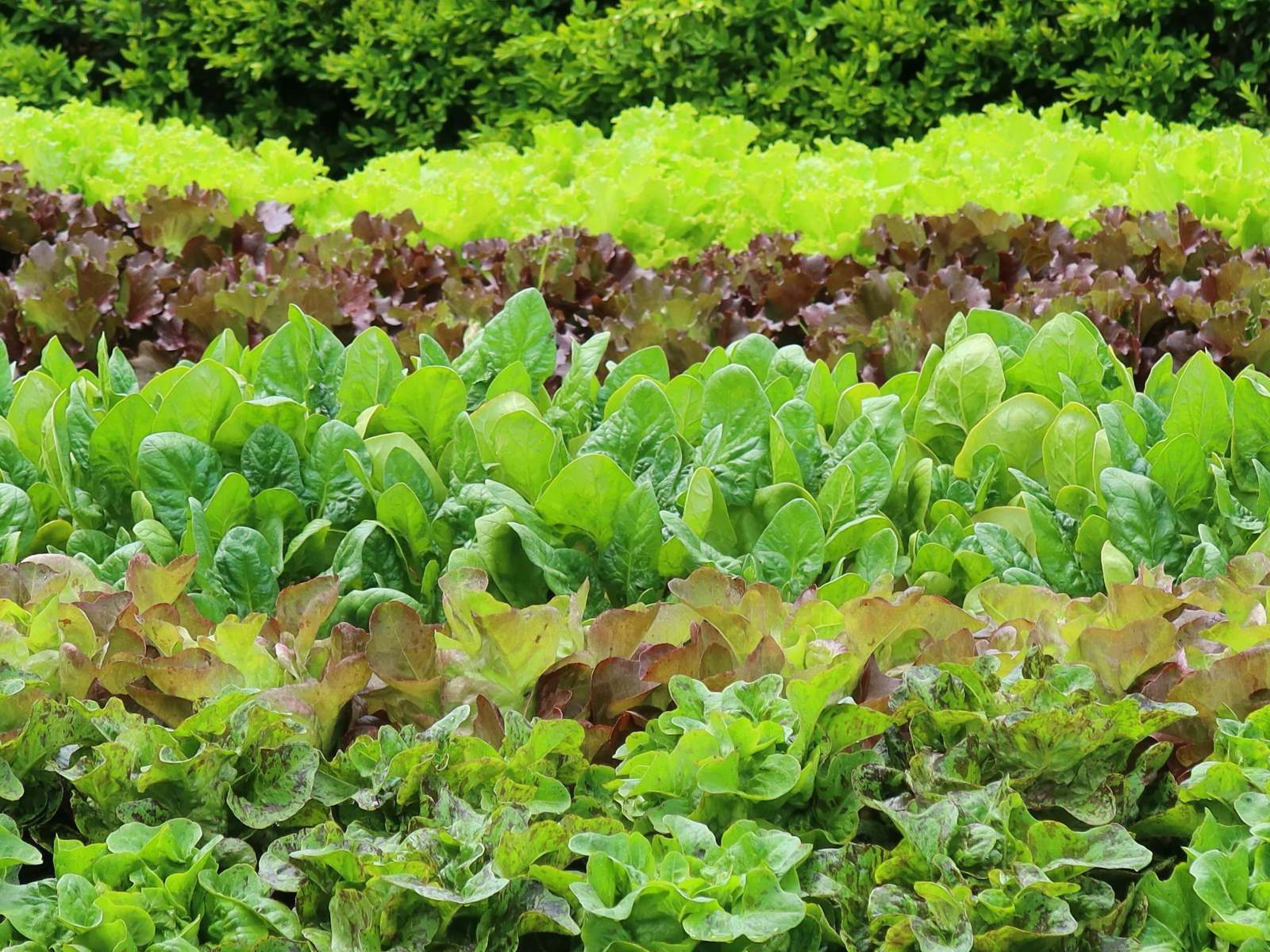The Ultimate Guide To Growing Romaine Lettuce In Containers