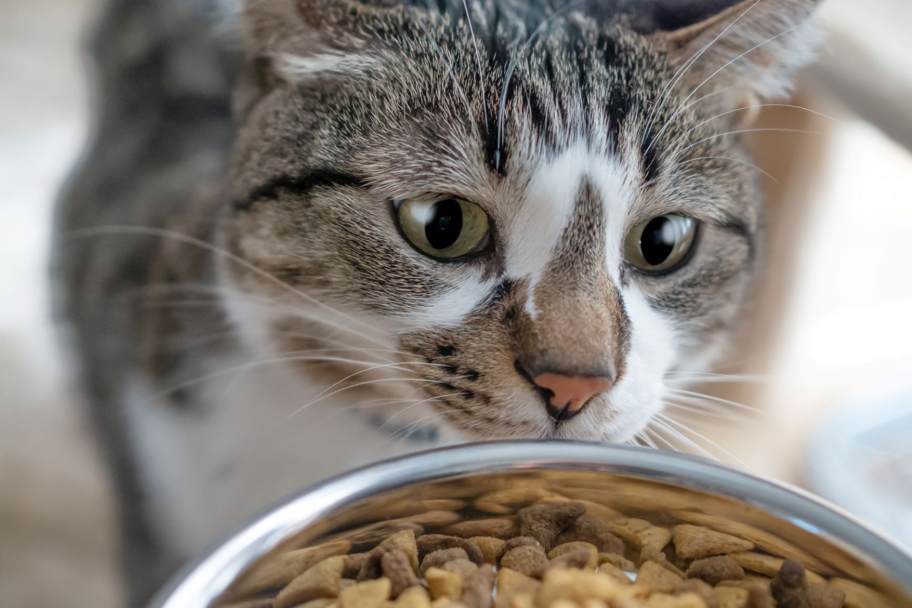 The Ultimate Guide To Making Your Own Cat Food: Top Recipe Books And Websites