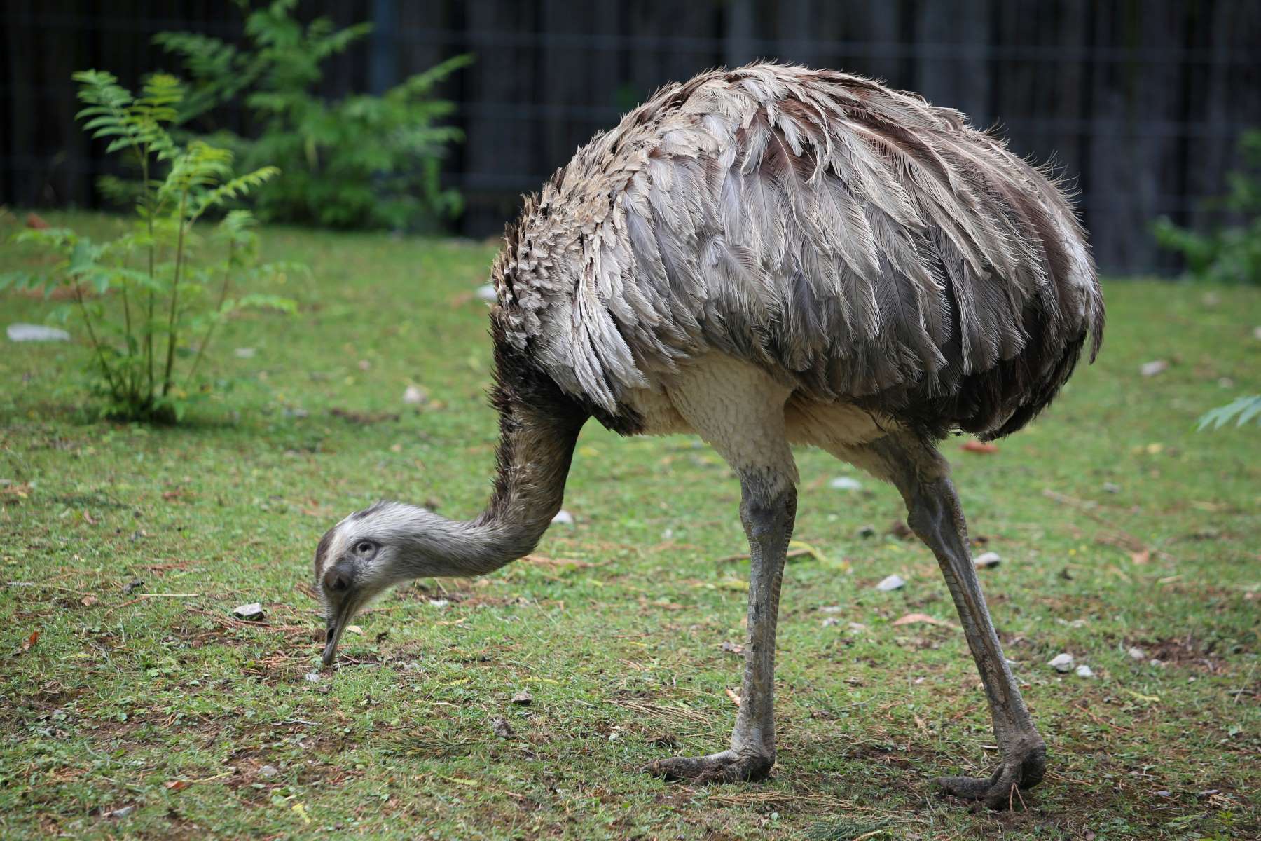 The Ultimate Guide To Ostriches, Emus, Rheas, And Cassowaries: Unveiling Their Fascinating Differences!