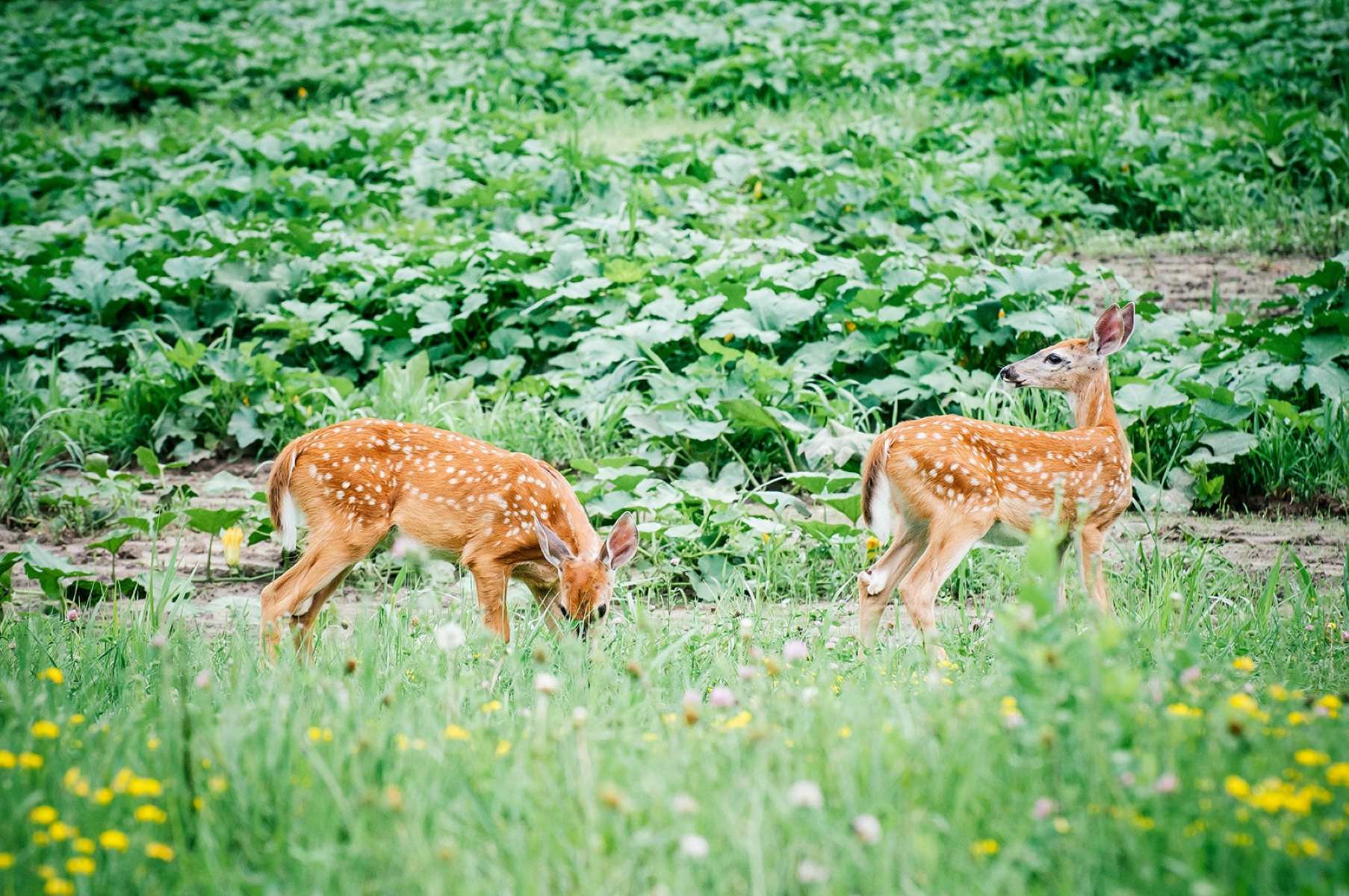 The Ultimate Guide To Protecting Your Asparagus And Hostas From Hungry Deer