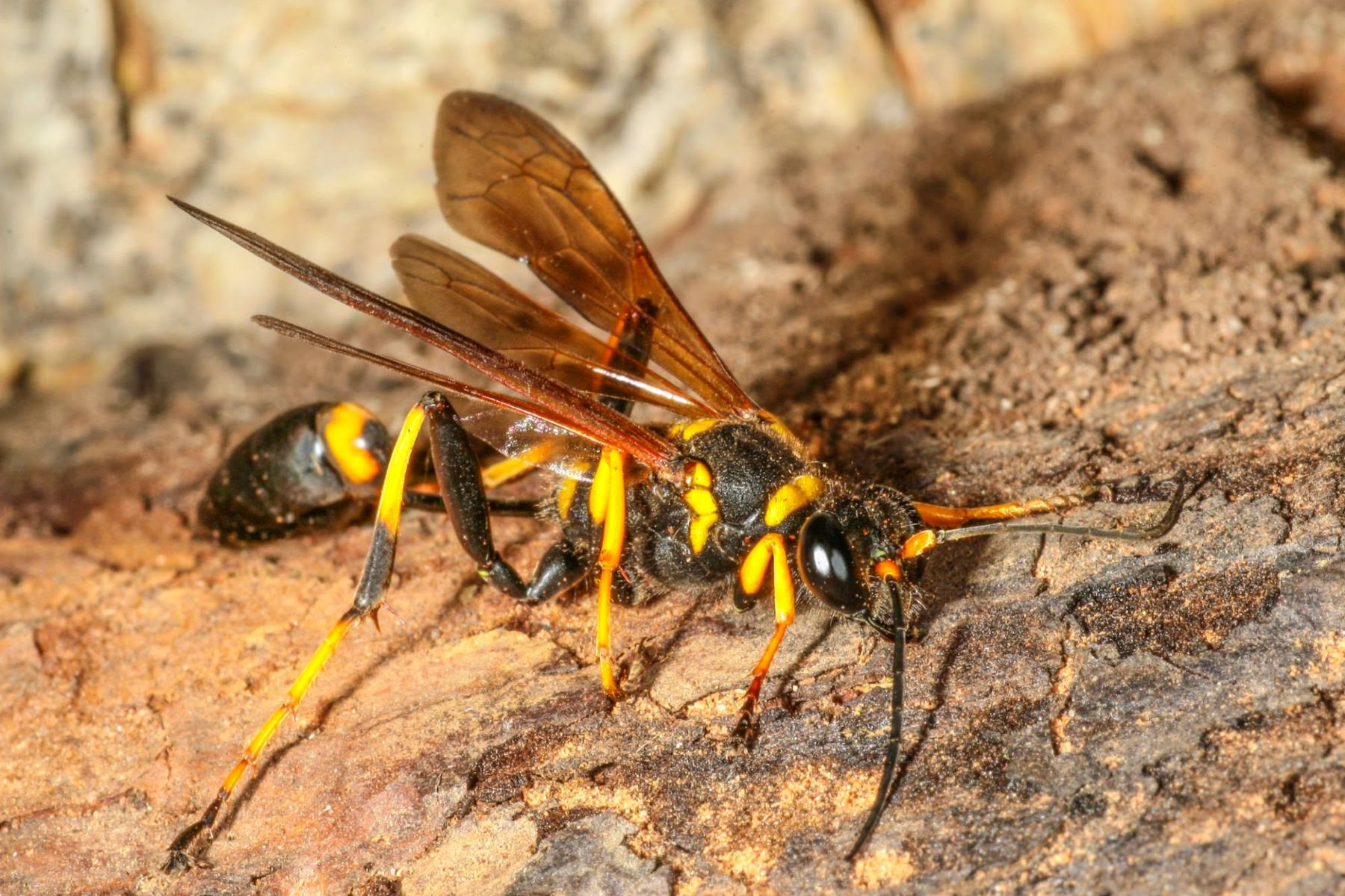 The Ultimate Guide To Spotting Wasps Vs. Dirt Daubers