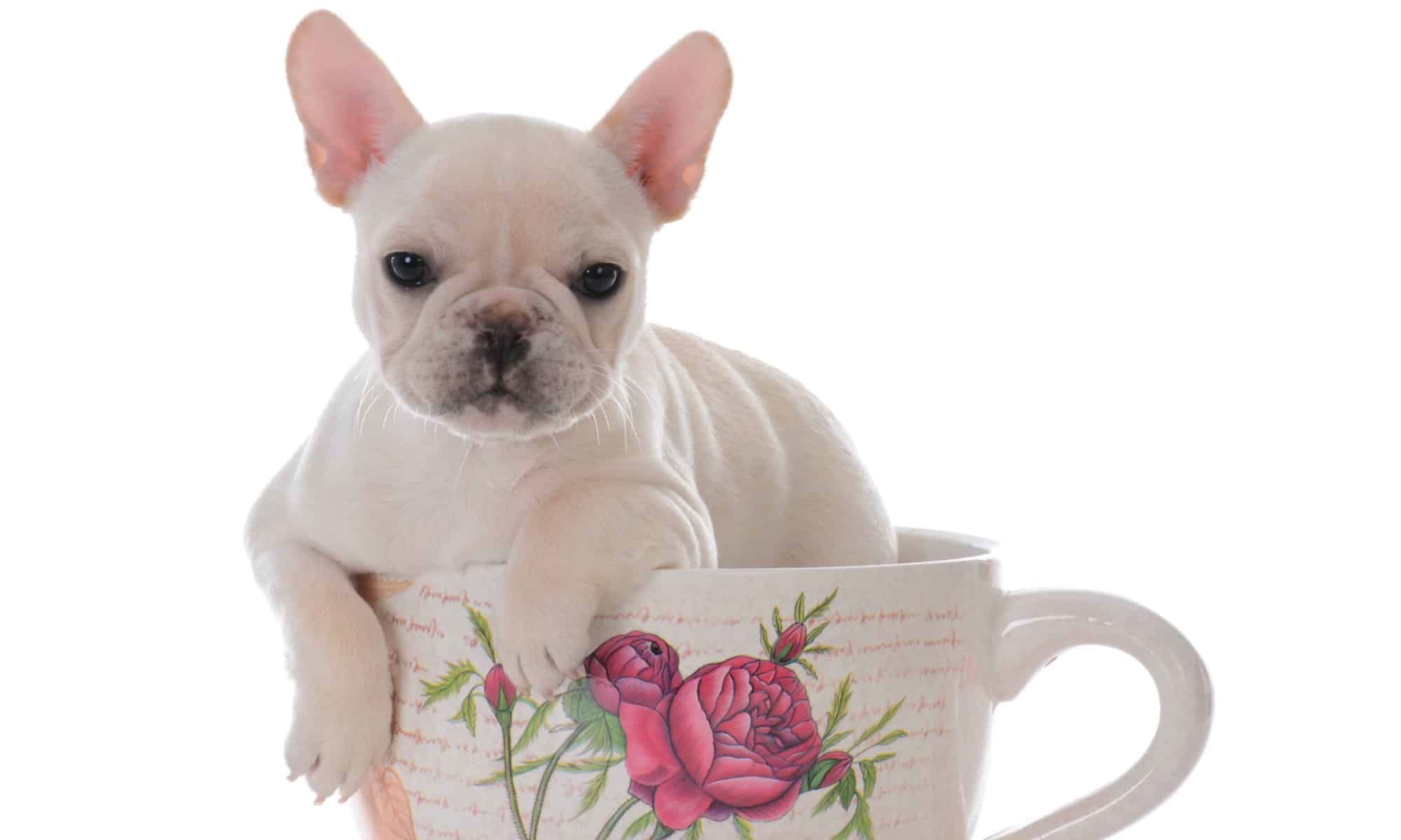 The Ultimate Guide To Teacup Training For French Bulldogs