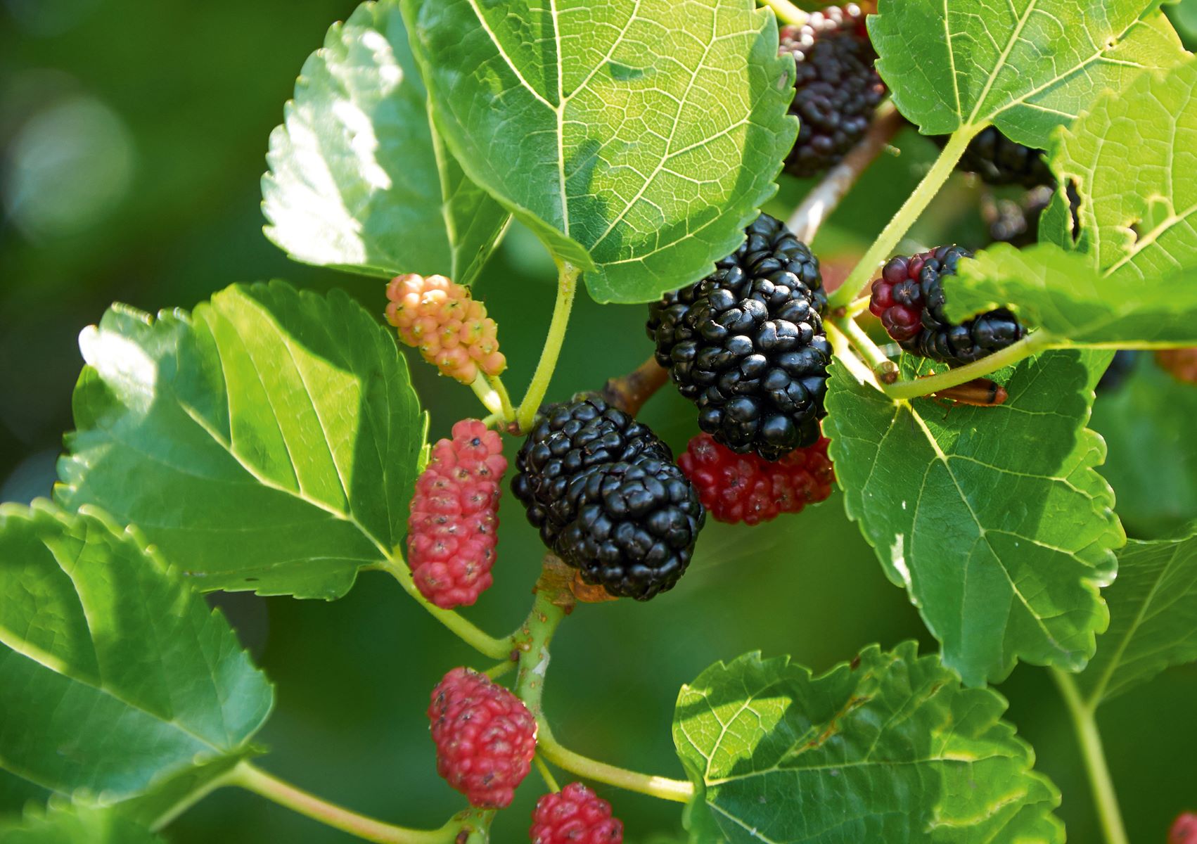 The Ultimate Guide To Telling Apart Mulberry And Blackberry