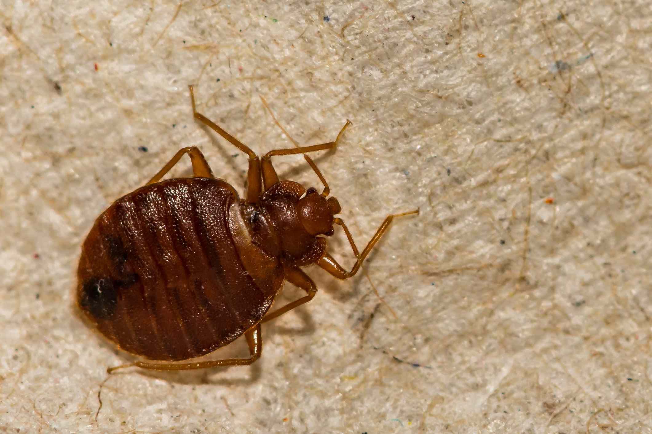 The Ultimate Showdown: Bed Bugs Vs Cockroaches - Which Is The Most Terrifying Pest?