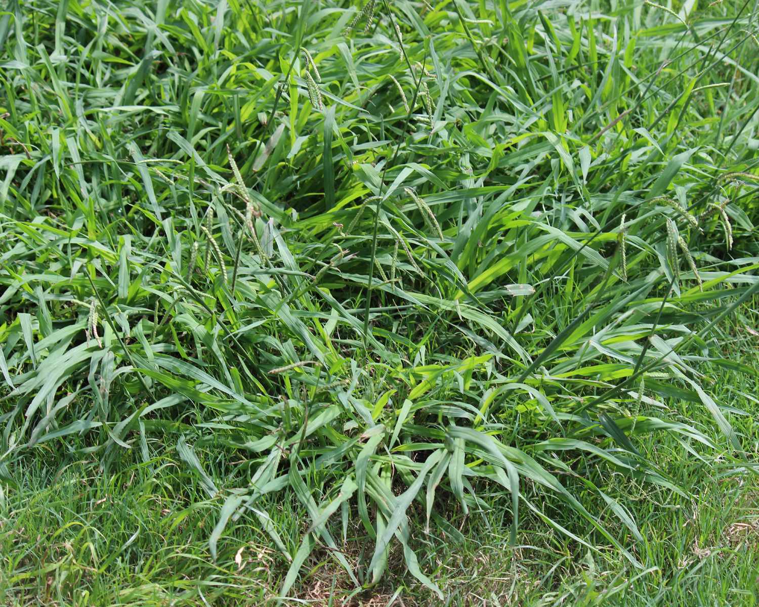 The Ultimate Solution To Eliminate Crabgrass: Unveiling The Best Post-Emergent Killer!