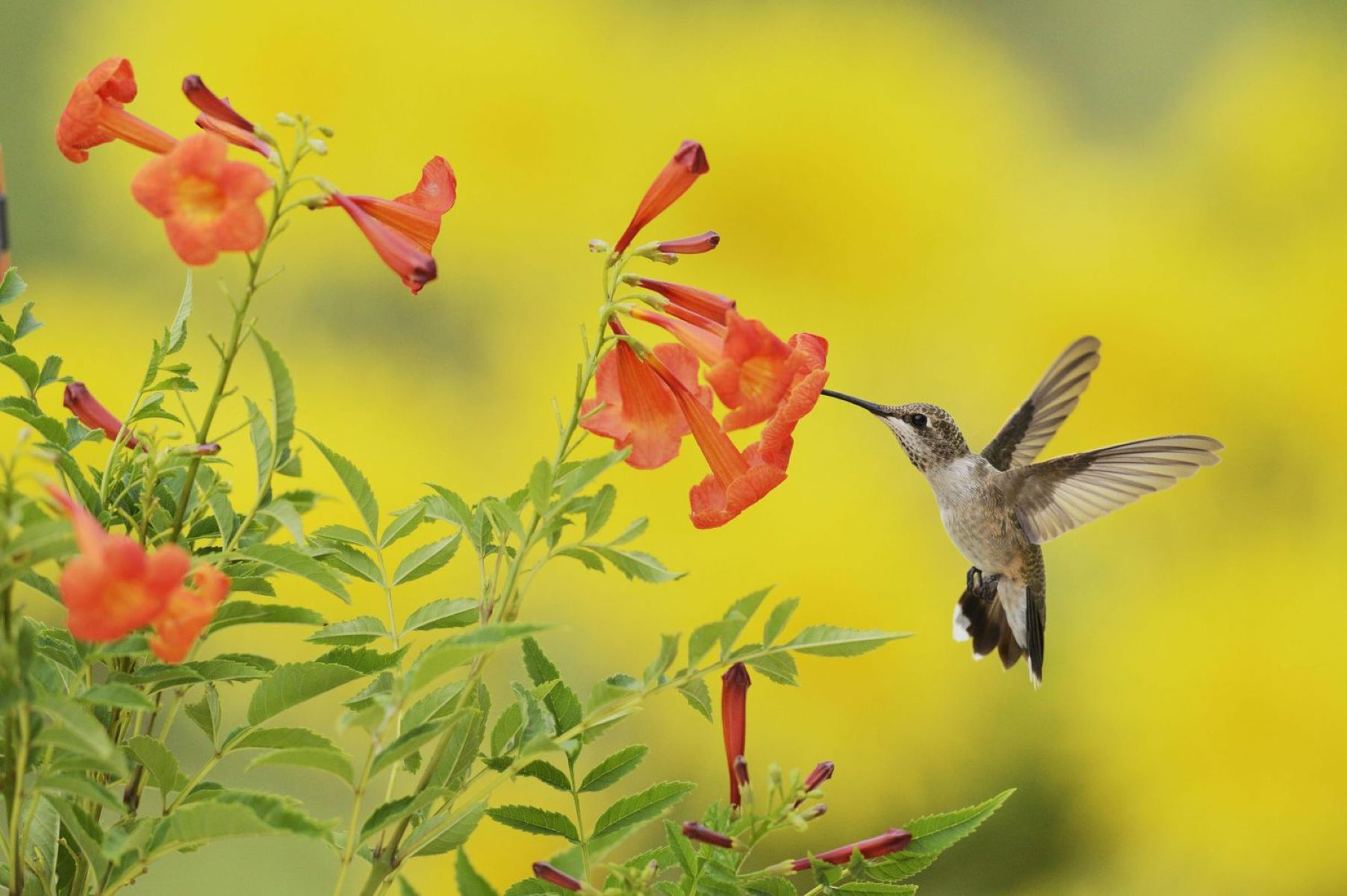Top 10 Flowers And Plants To Attract Hummingbirds