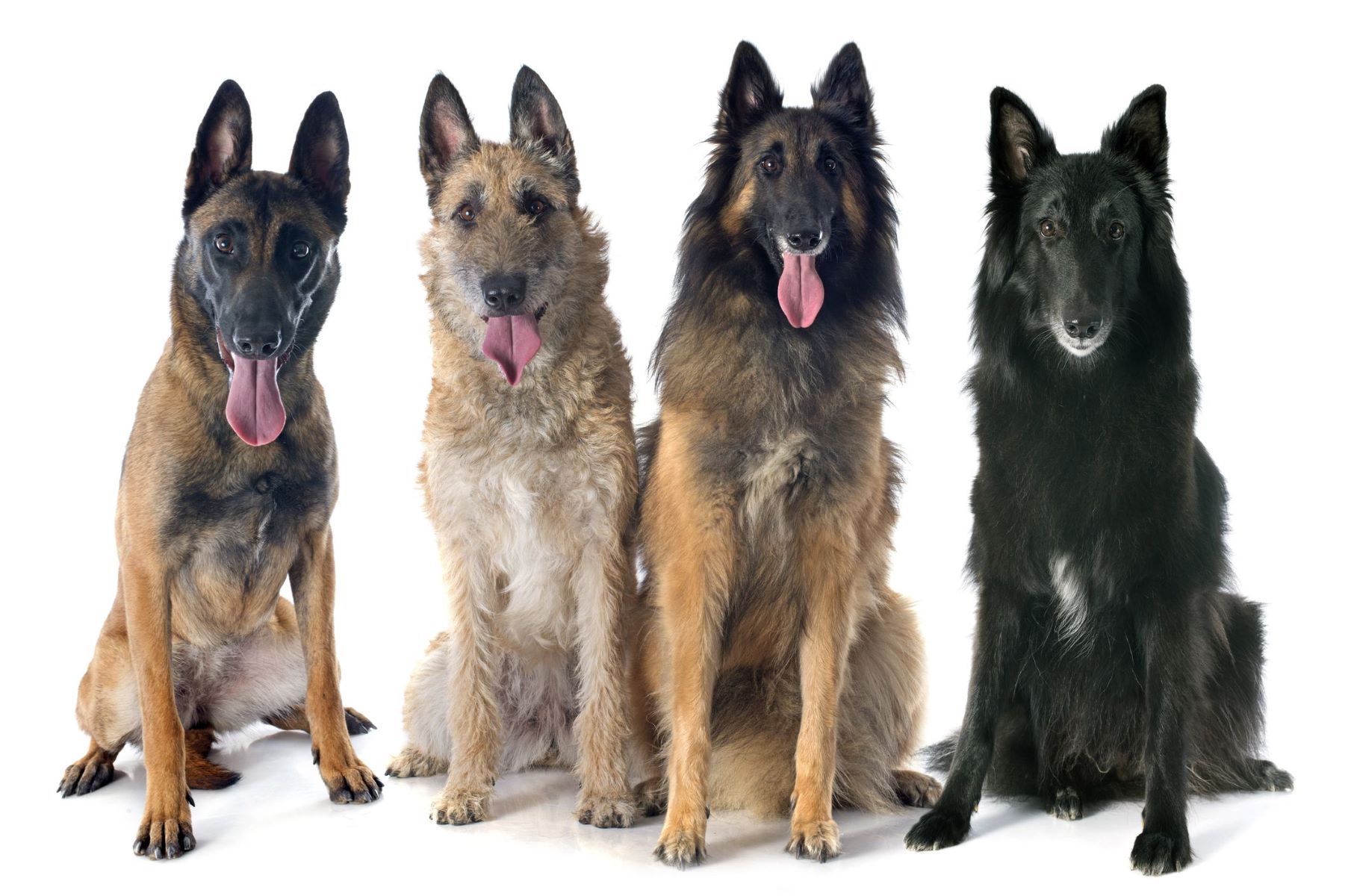 Top Dog Breeds That Look Like Belgian Malinois