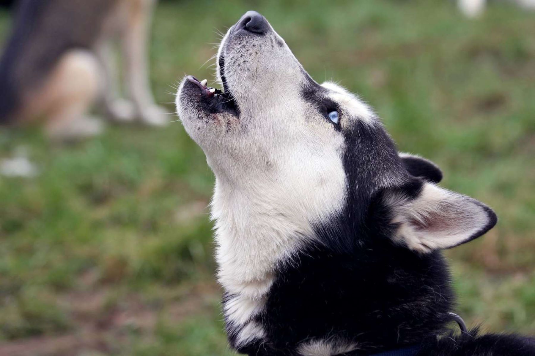Ultimate Battle: 8 Huskies Vs 4 Wolves – Who Will Reign Supreme?