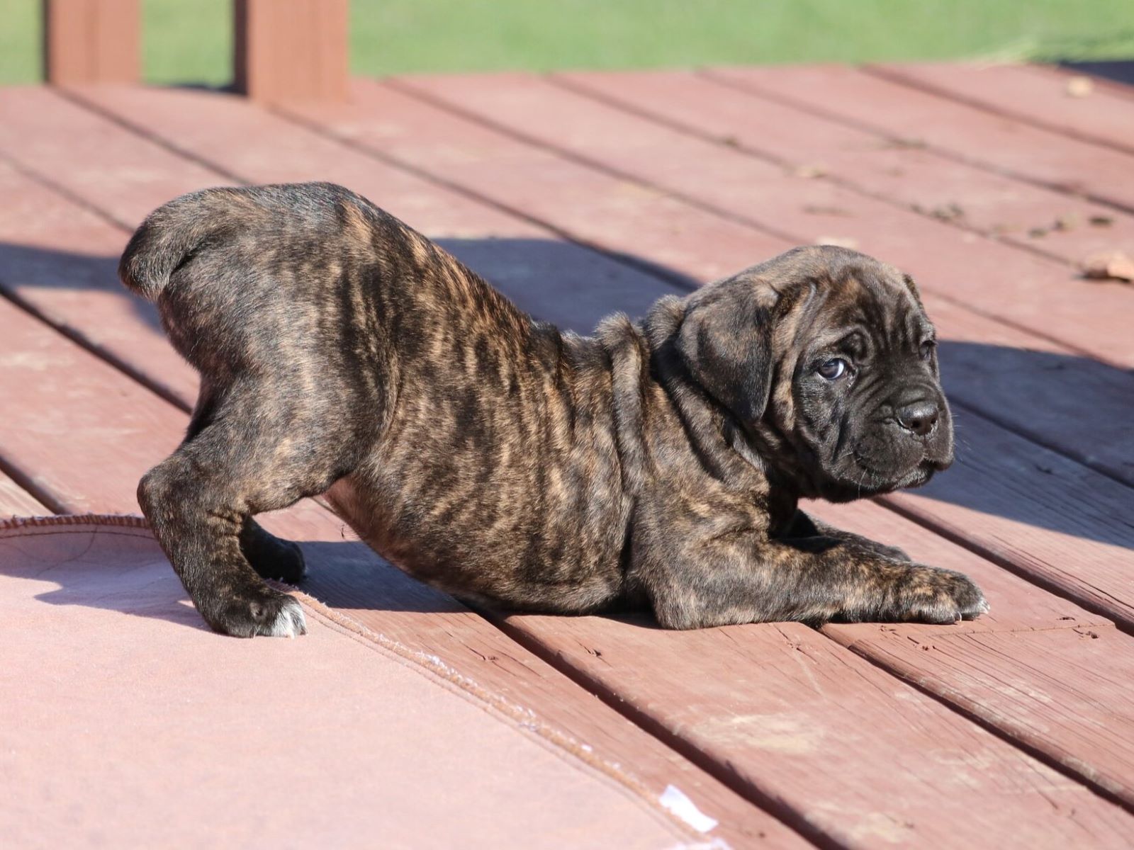 Unbelievable Price For A Cane Corso Puppy!