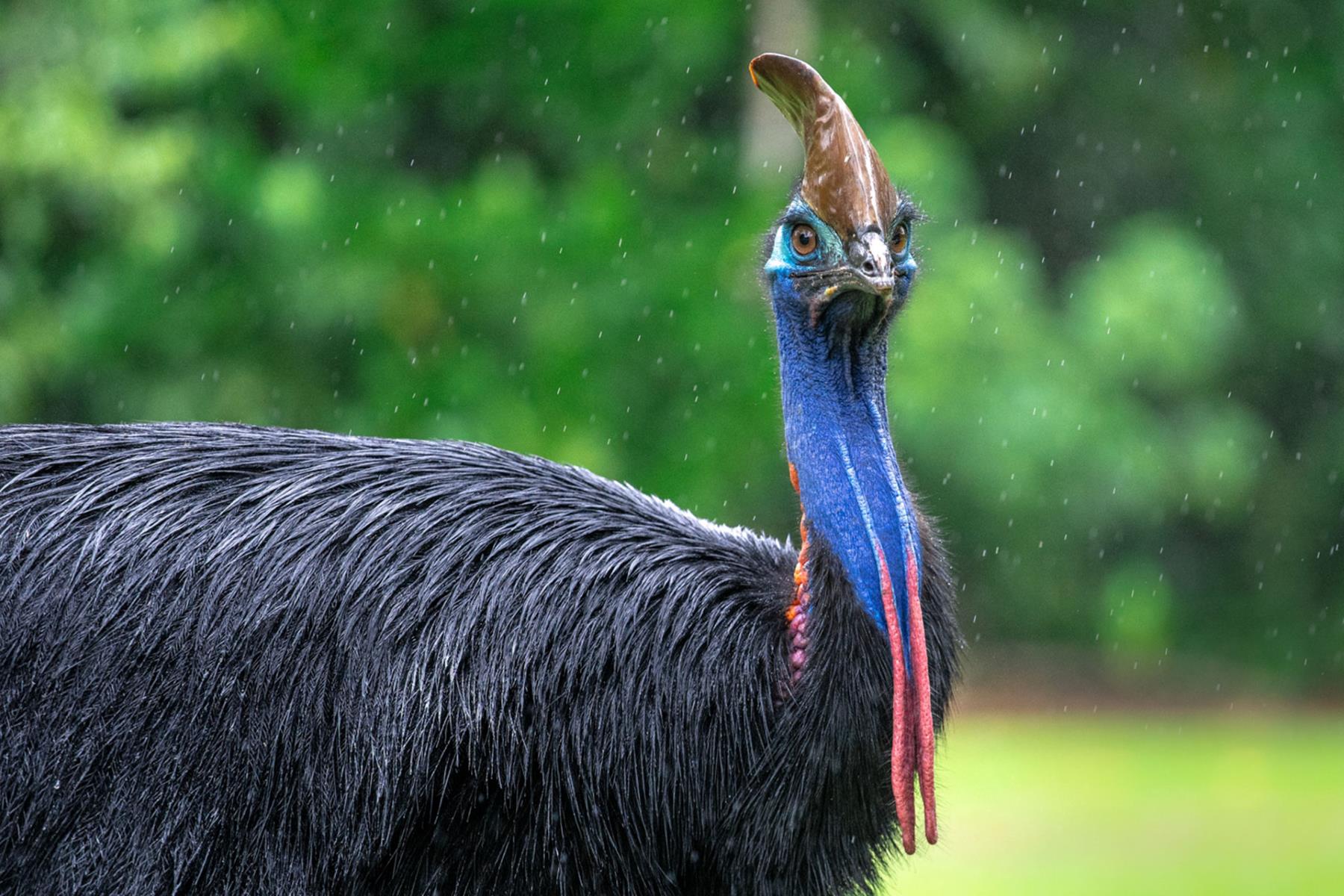 Unbelievable! Riding A Cassowary Is The New Ostrich Trend!