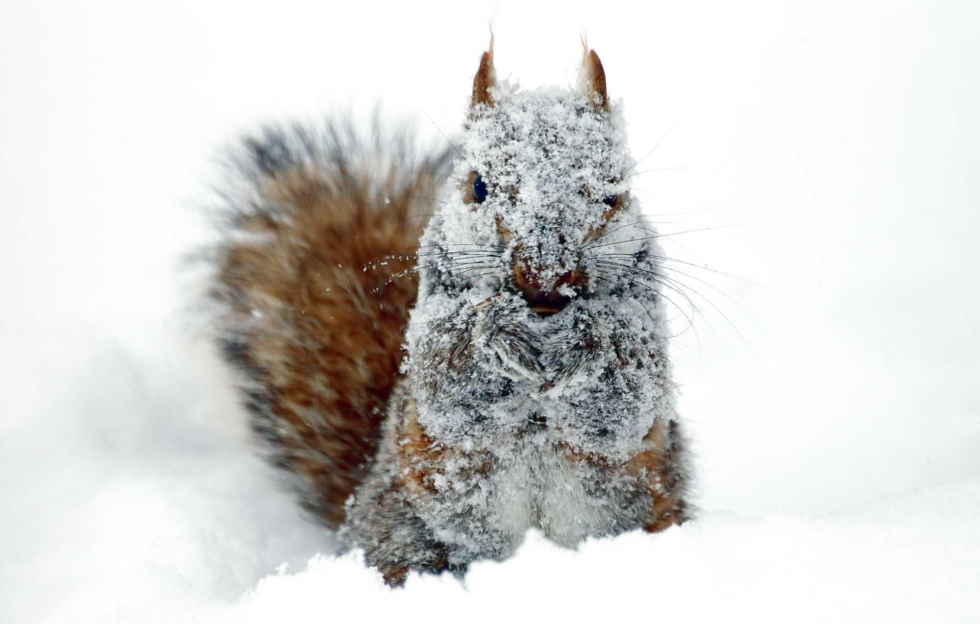 Unbelievable! This Is How Squirrels Survive Freezing Weather!