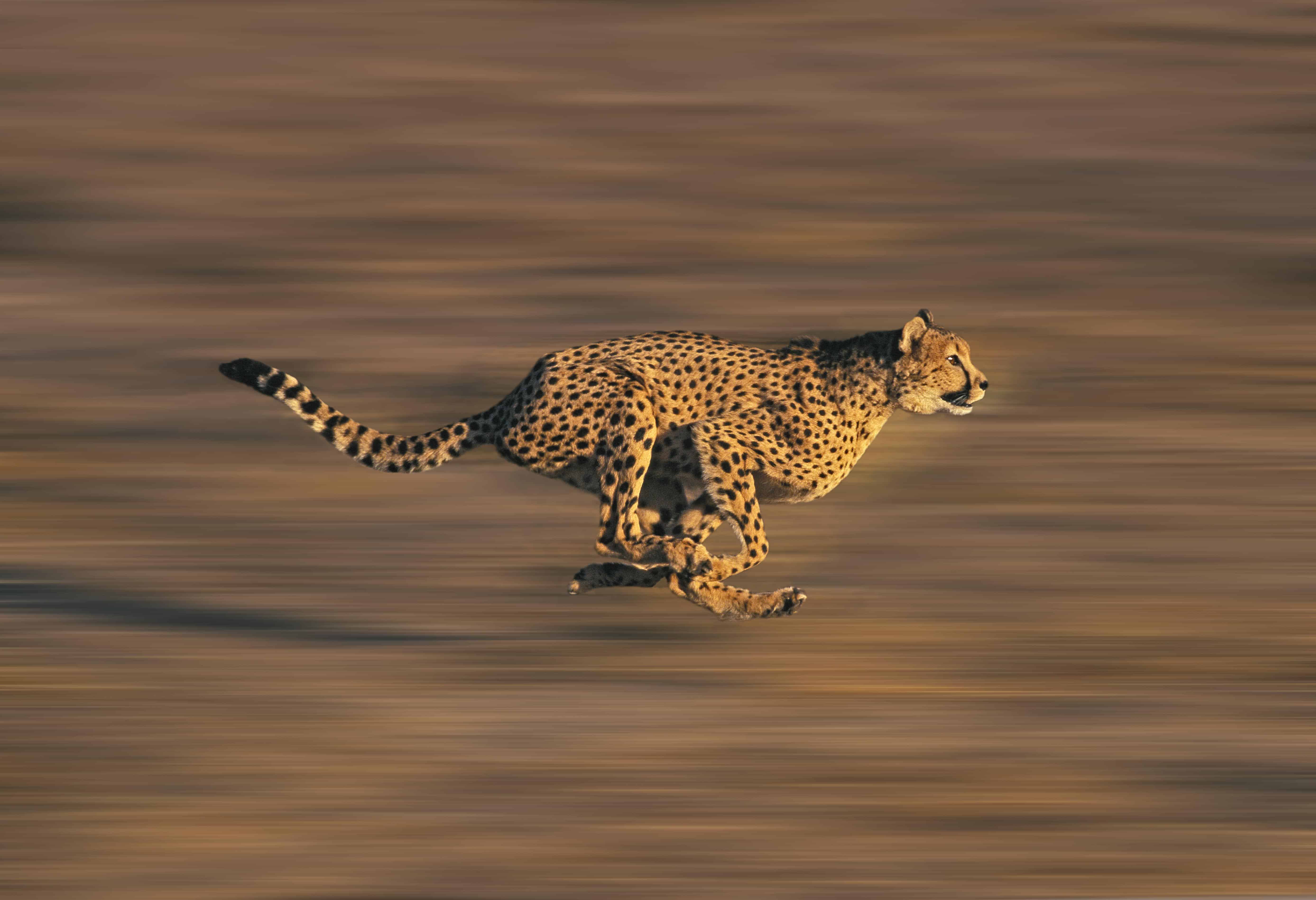 Unbelievable! Witness The Mind-Blowing Speed Of The Cheetah In Short Bursts!