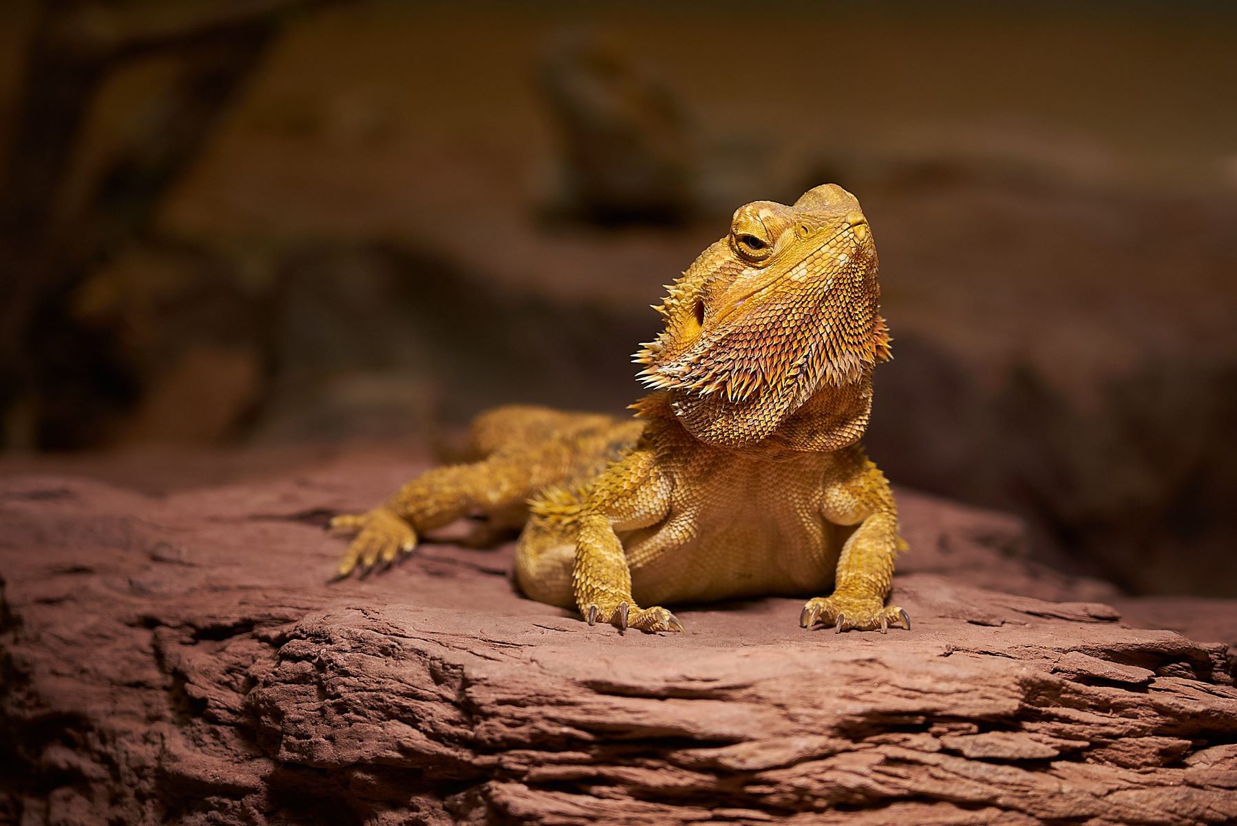 Unleash The Hidden Sounds Of Bearded Dragons! Beyond Hissing And Barking, What Other Noises Do They Make?