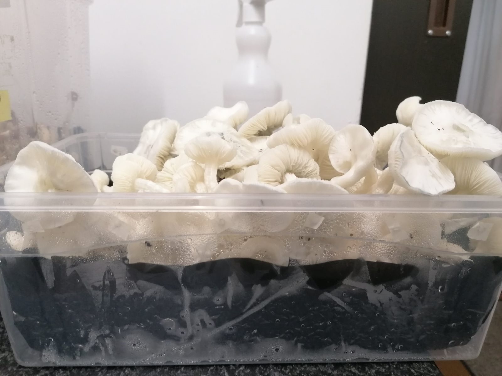 Unleash The Magic: Expert Tips For Cultivating Jack Frost Mushroom Spores At Home!