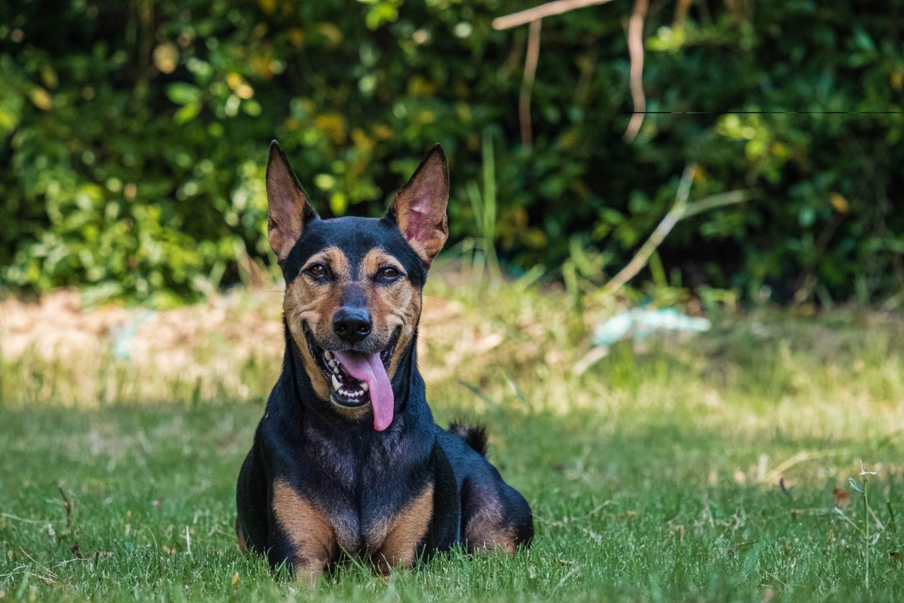 Unleashing The Perfect Blend: Discover The Traits Of A German Shepherd Doberman Mix