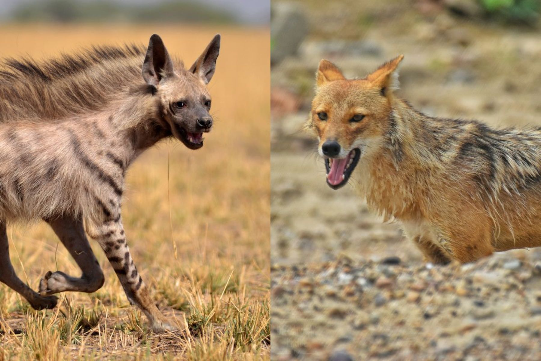Unleashing The Ultimate Showdown: Hyena Vs Wolf Vs Coyote - Who Will Reign Supreme?