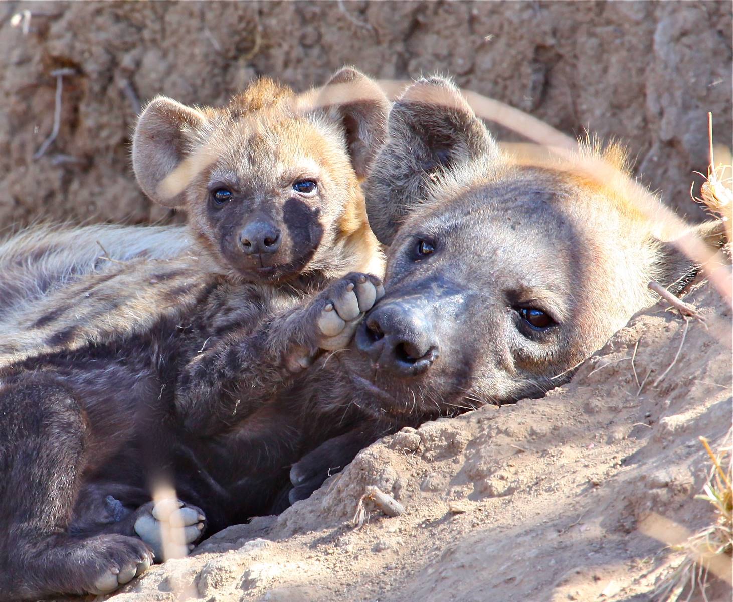 Unleashing The Untamed: The Astonishing Potential Of Domesticating Hyenas