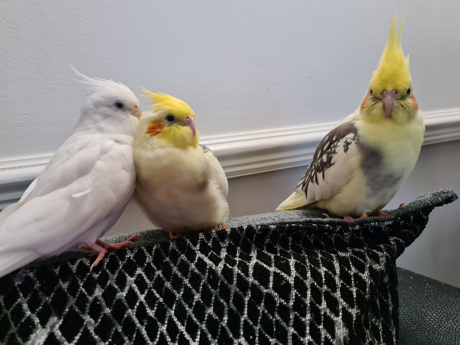 Unlock The Secret: Discover How Long It Takes For A Cockatiel To Master Talking!