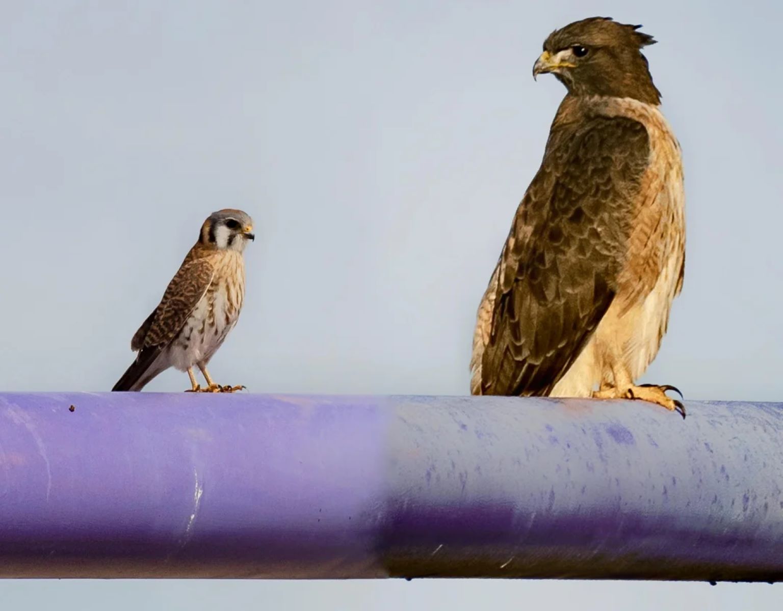 Unveiling The Astonishing Contrasts Between Falcons, Kestrels, And Hawks!