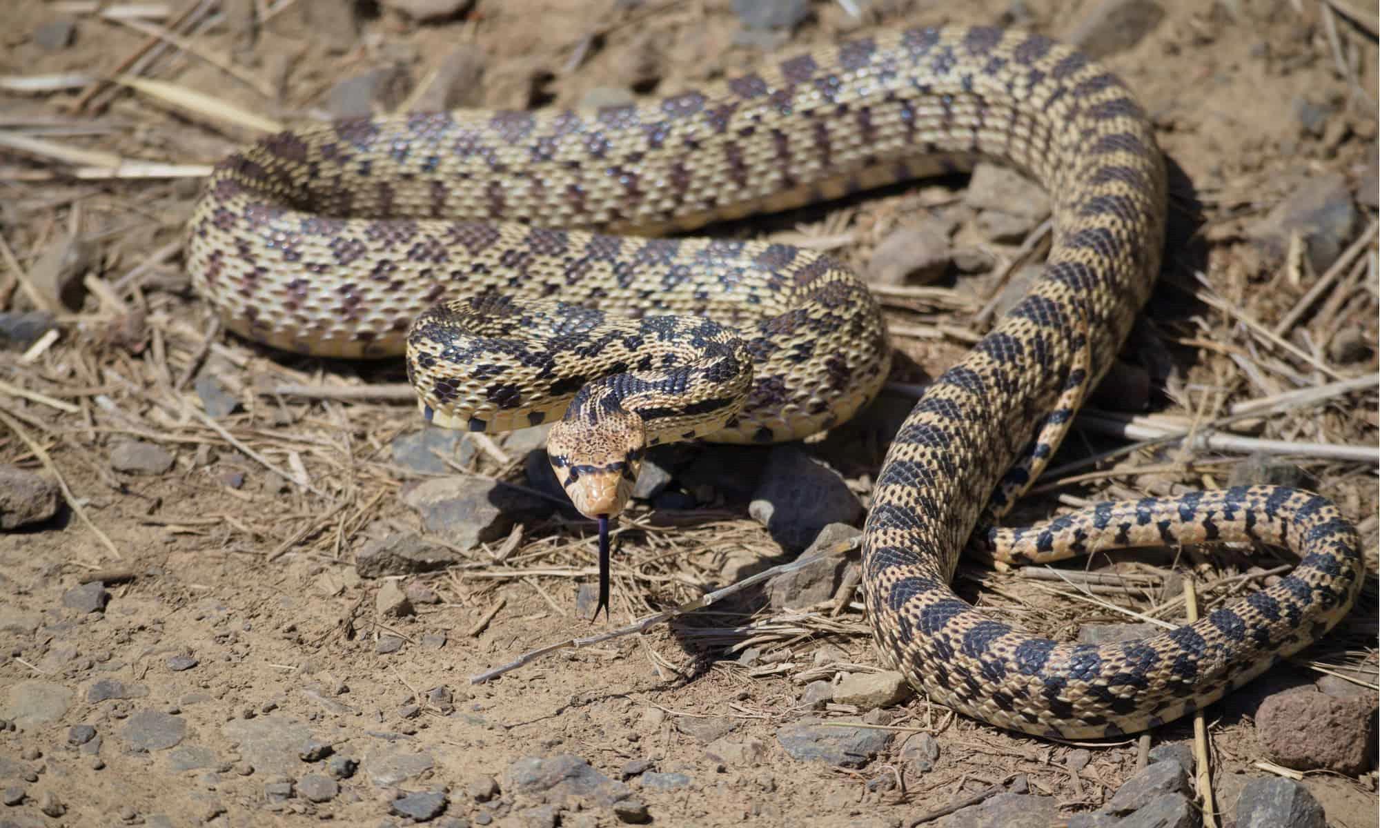 Unveiling The Surprising Bite Strength Of Bull Snakes - Prepare To Be Amazed!