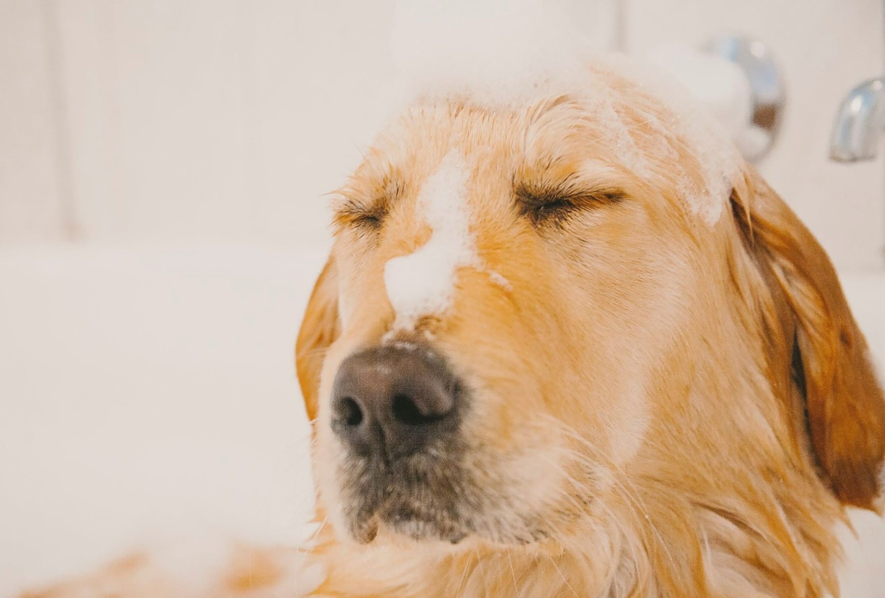 Watch As Fleas Meet Their Watery Demise In A Dog's Luxurious Bath!