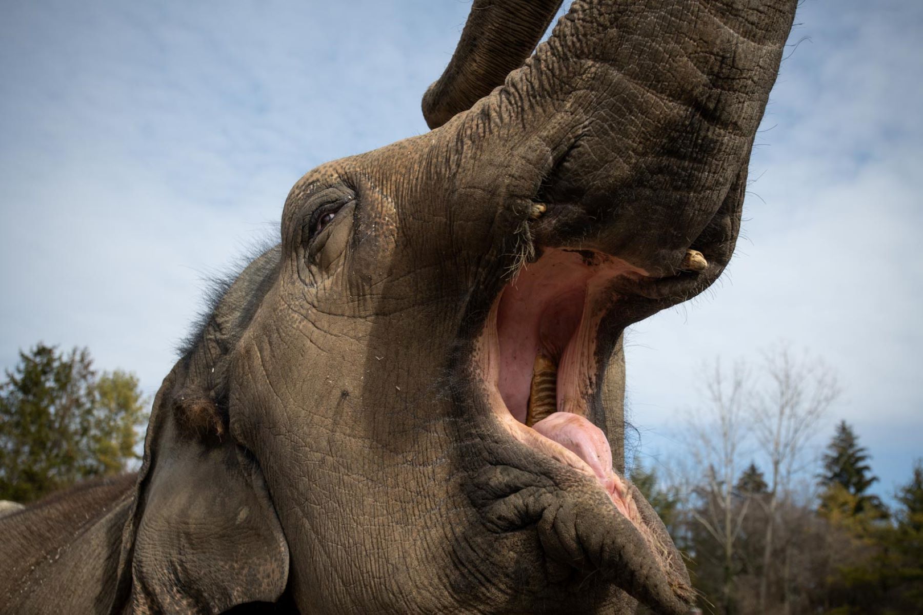 You Won't Believe How Many Teeth An Elephant Has In Its Mouth!