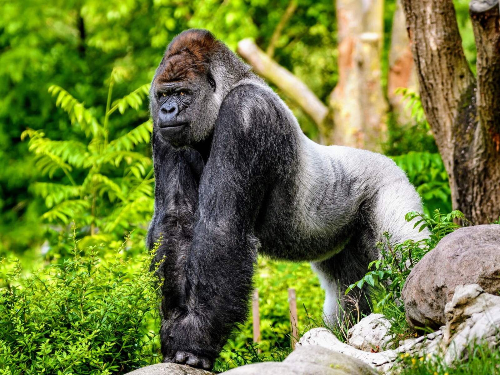 You Won't Believe How Much Weight An Average Gorilla Can Lift!