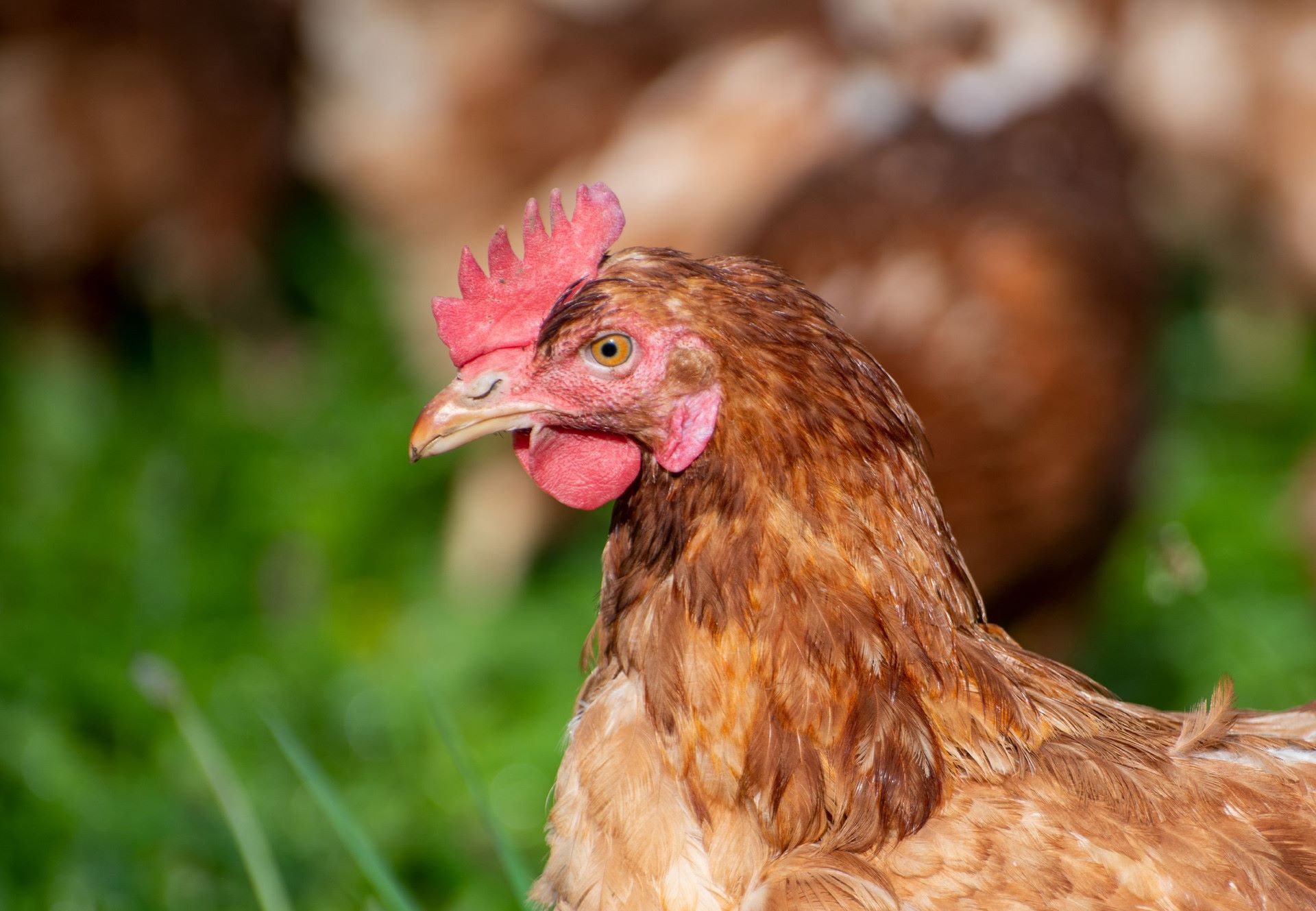 You Won't Believe What Chickens Really Are!