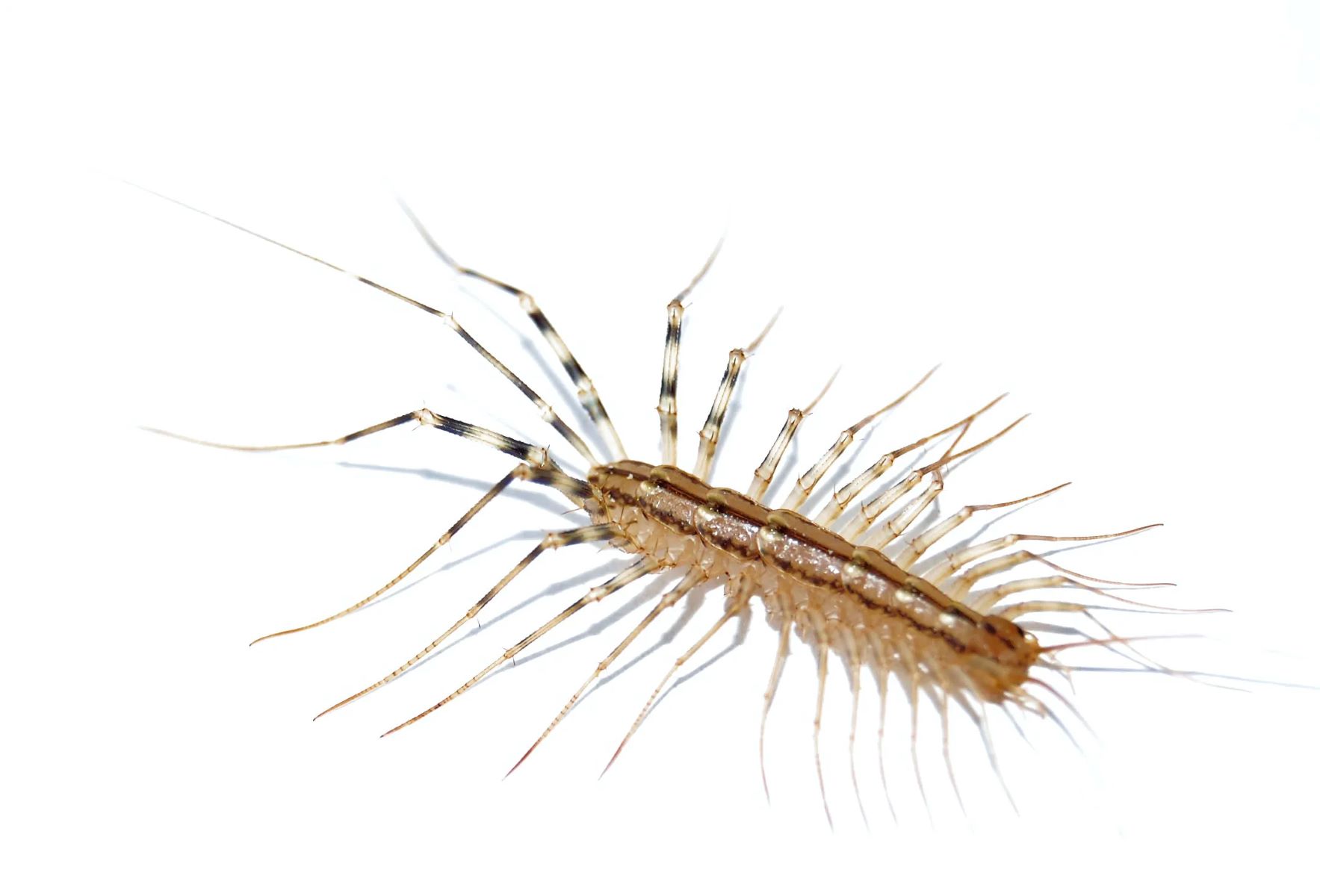 5 Genius Hacks To Banish House Centipedes From Your Bed!