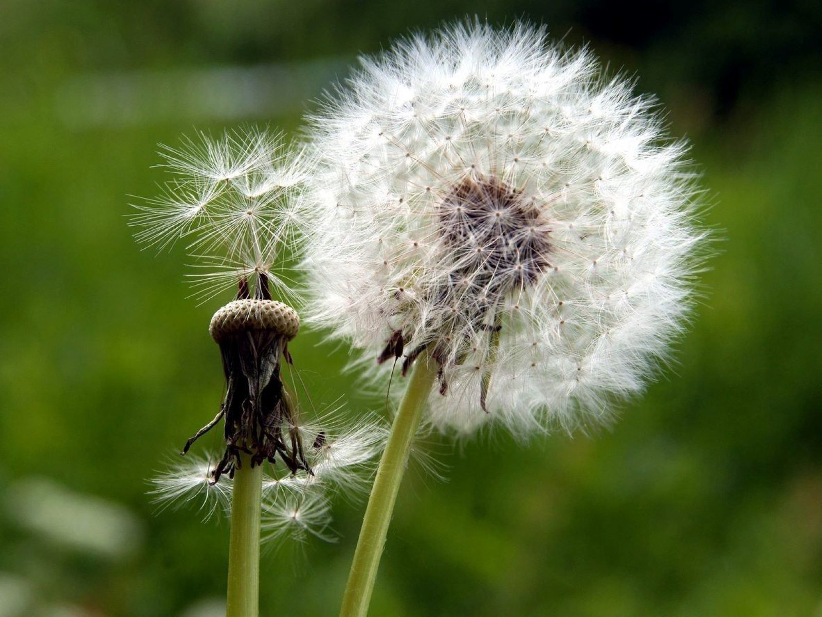 Can Dandelion Seeds Germinate In Cloudy Weather?