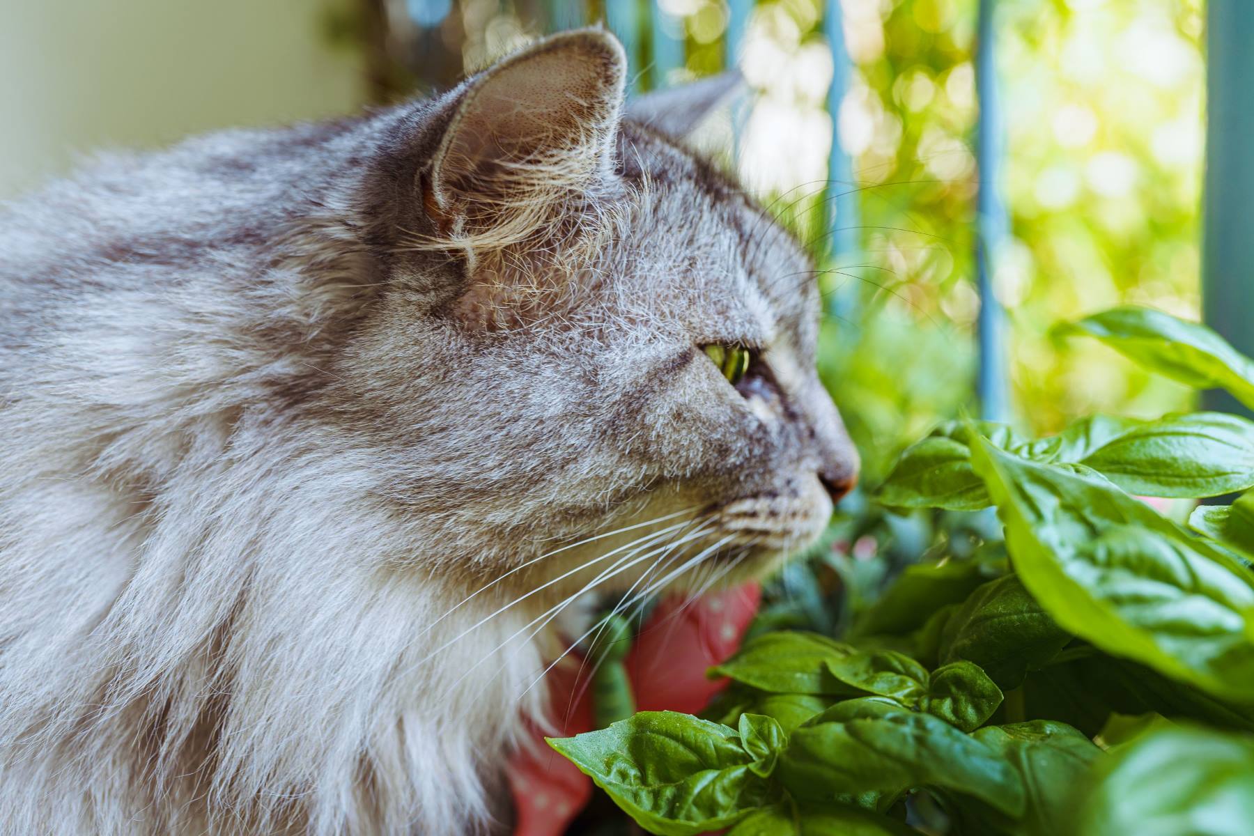 Cats And Basil Leaves: Surprising Truth Revealed!