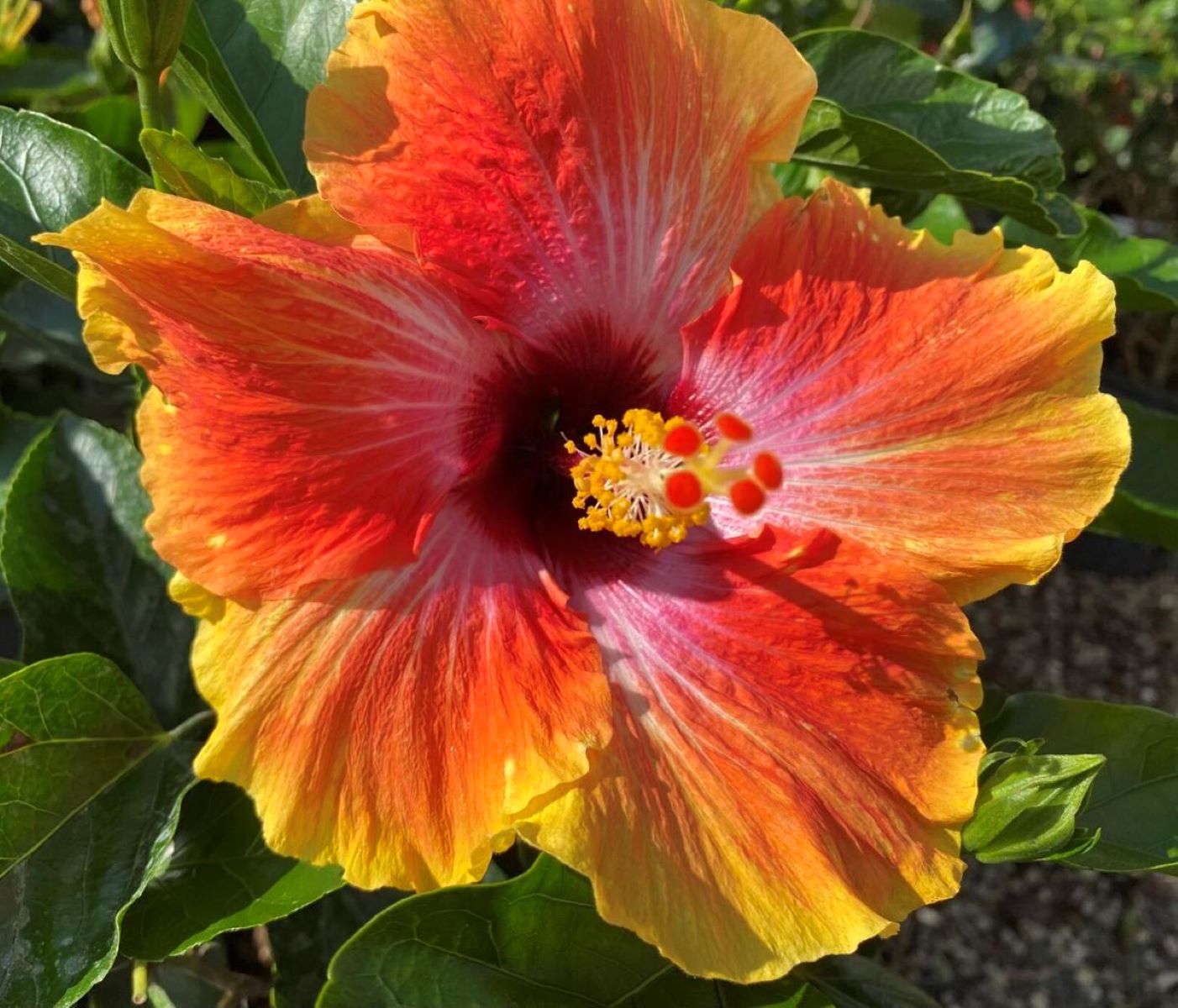 Discover The Secret To Effortlessly Growing Hibiscus In Florida!