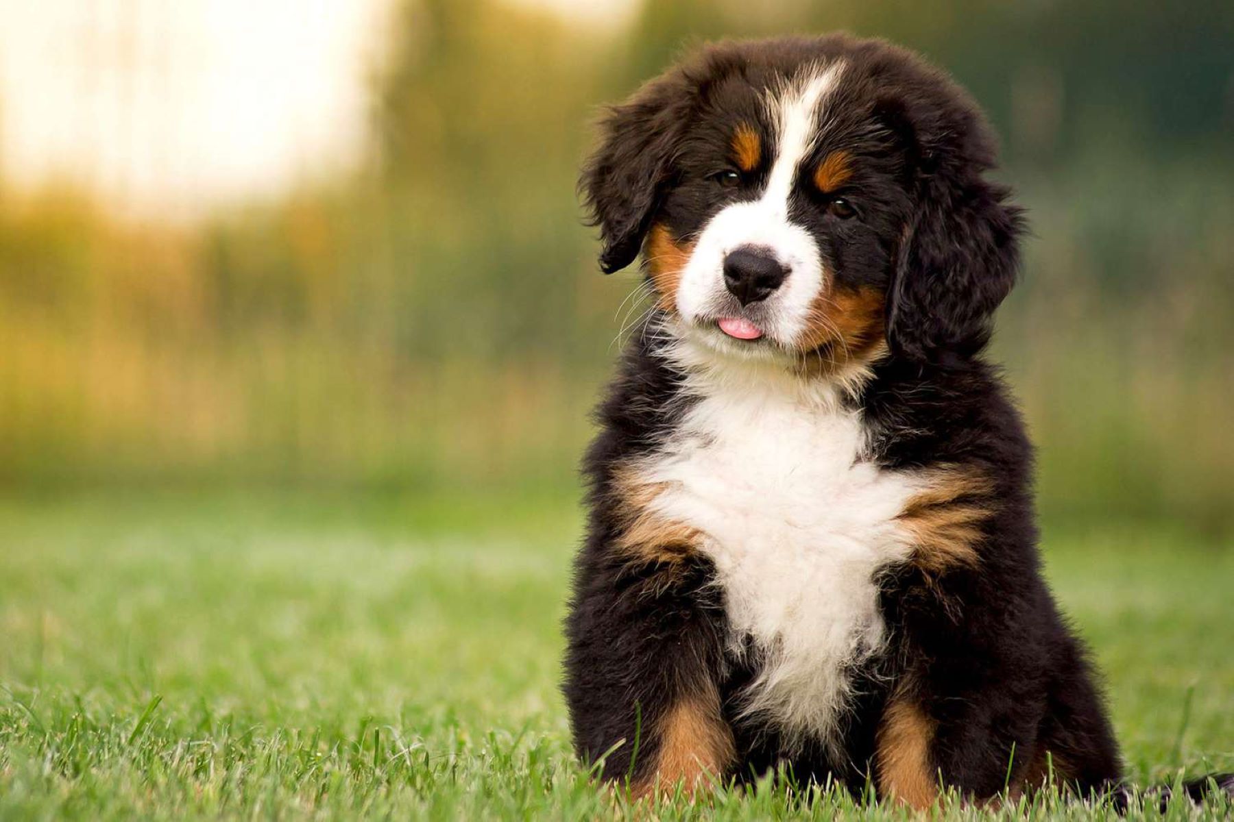 Discover The Secret To Finding Affordable Bernese Mountain Dogs!