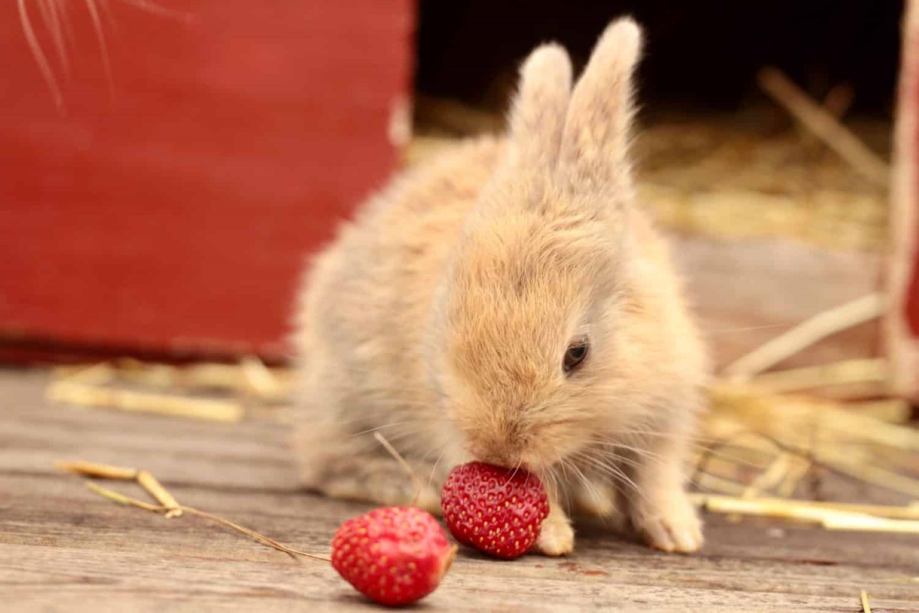 Discover The Surprising Truth: Can Rabbits Eat Strawberries? Find Out The Shocking Side Effects!