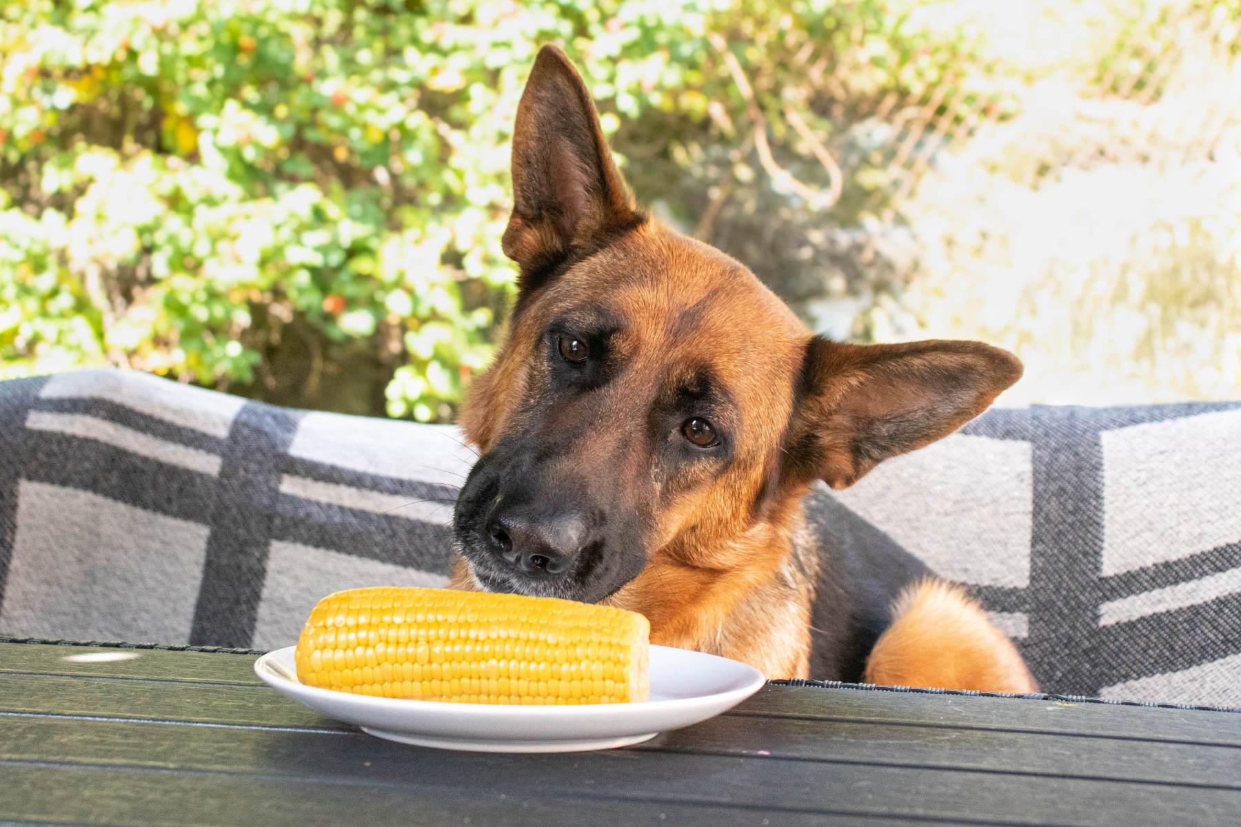Dog Devours Corn Cob: Should You Panic Or Stay Calm?