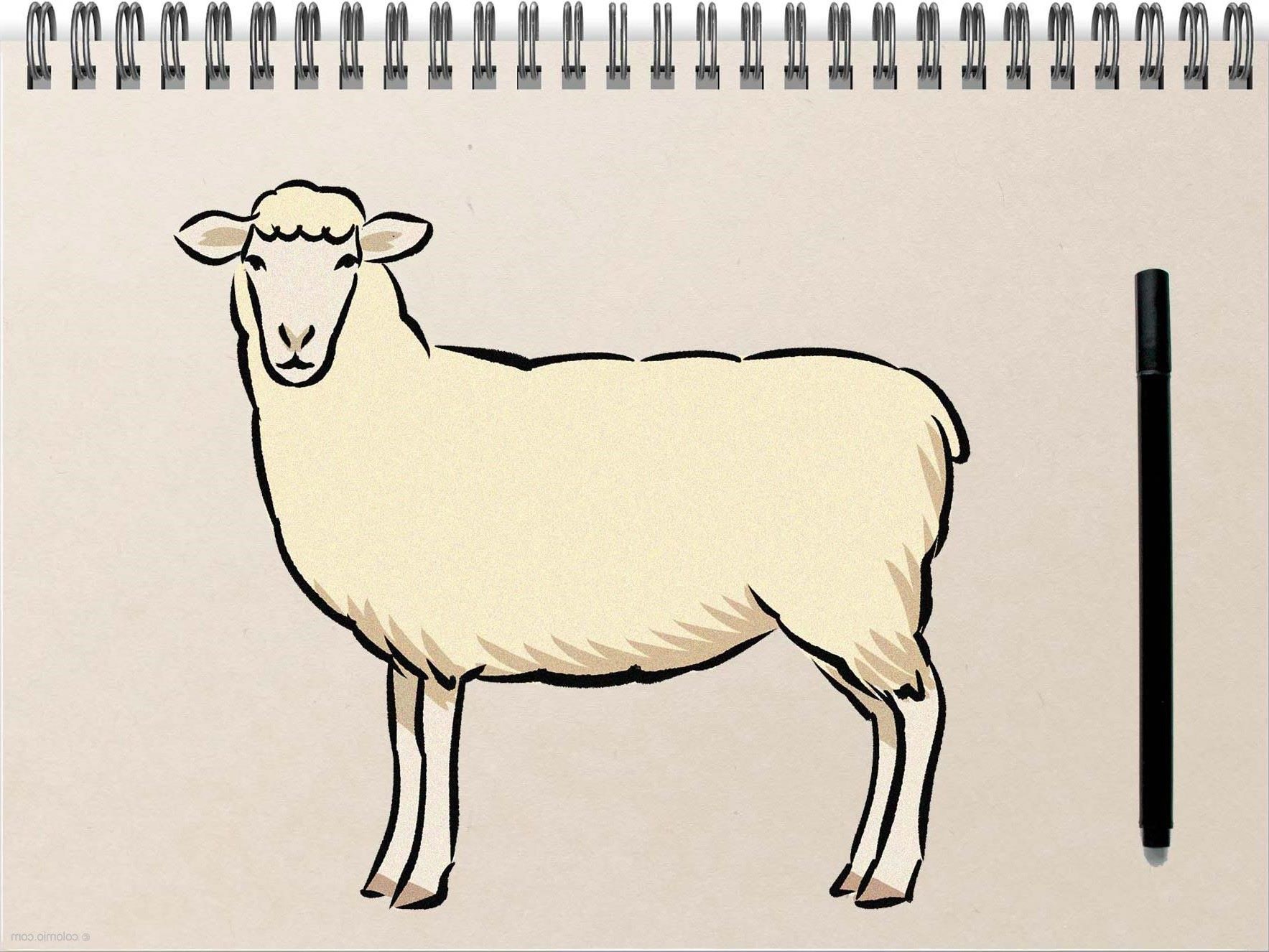 How To Draw A Sheep
