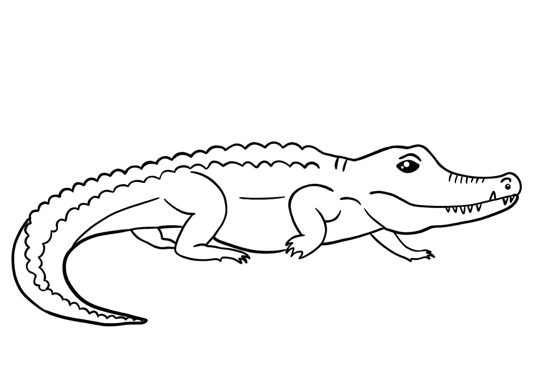 How To Draw An Easy Alligator