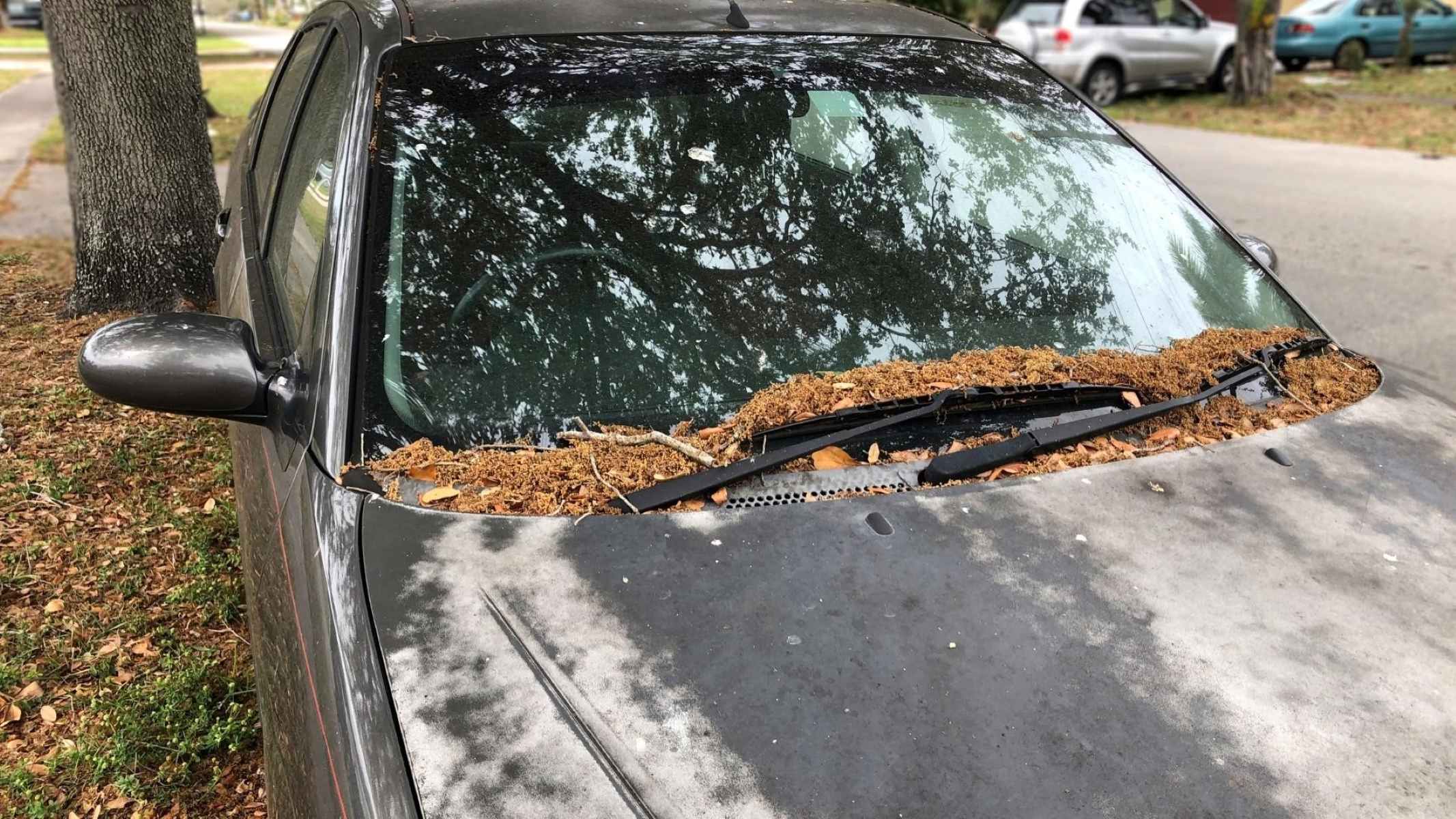 How To Get Tree Sap Off Windshield