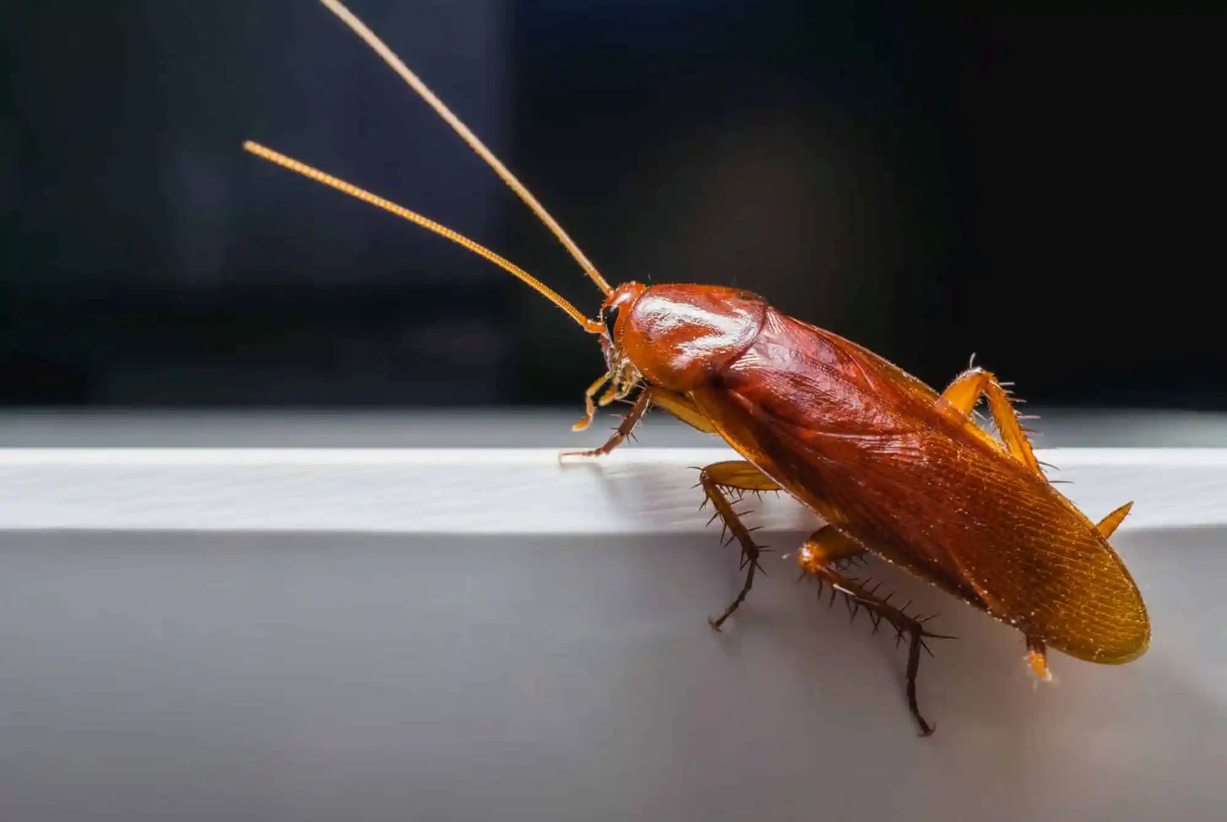 Identifying And Eliminating Small Cockroaches In Your Home