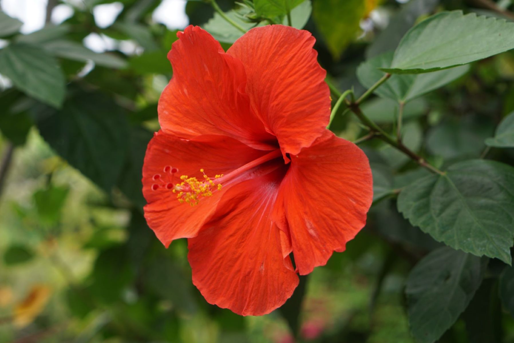 Indoor Hibiscus: Unleash The Beauty Of Blooms With These Expert Tips!