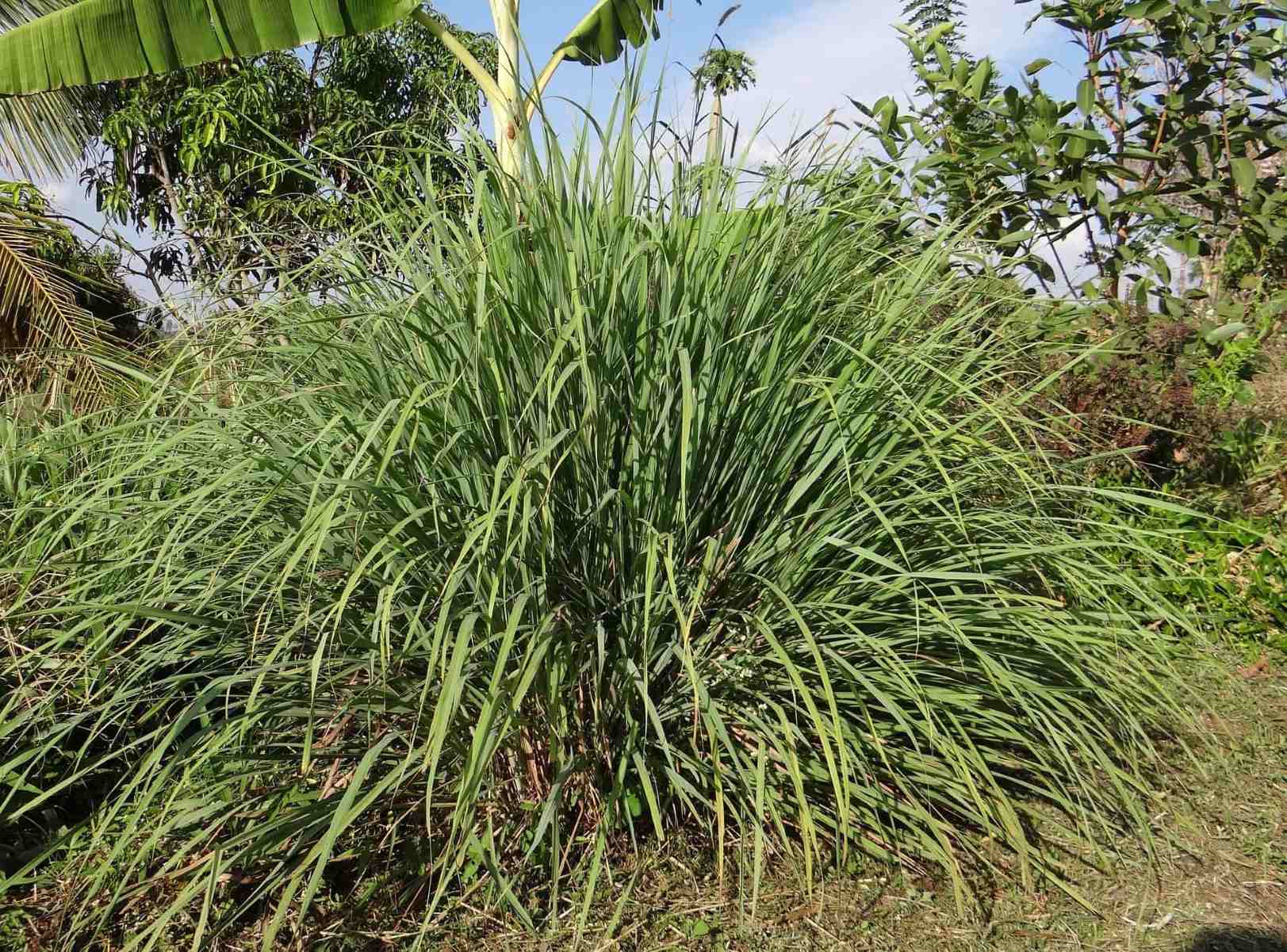 Lemongrass: The Ultimate Mosquito Repellent