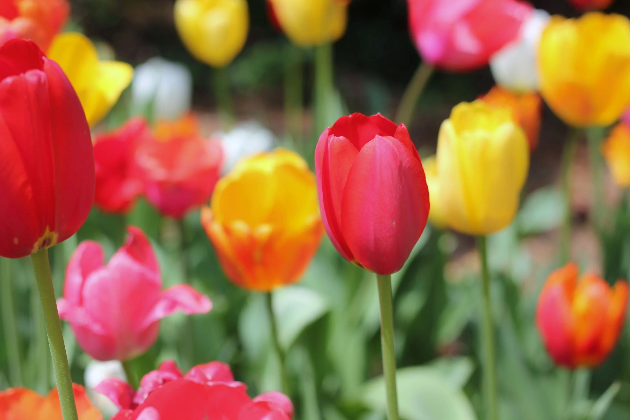 Perennial Tulip Vs Regular Tulip: Understanding The Distinctions