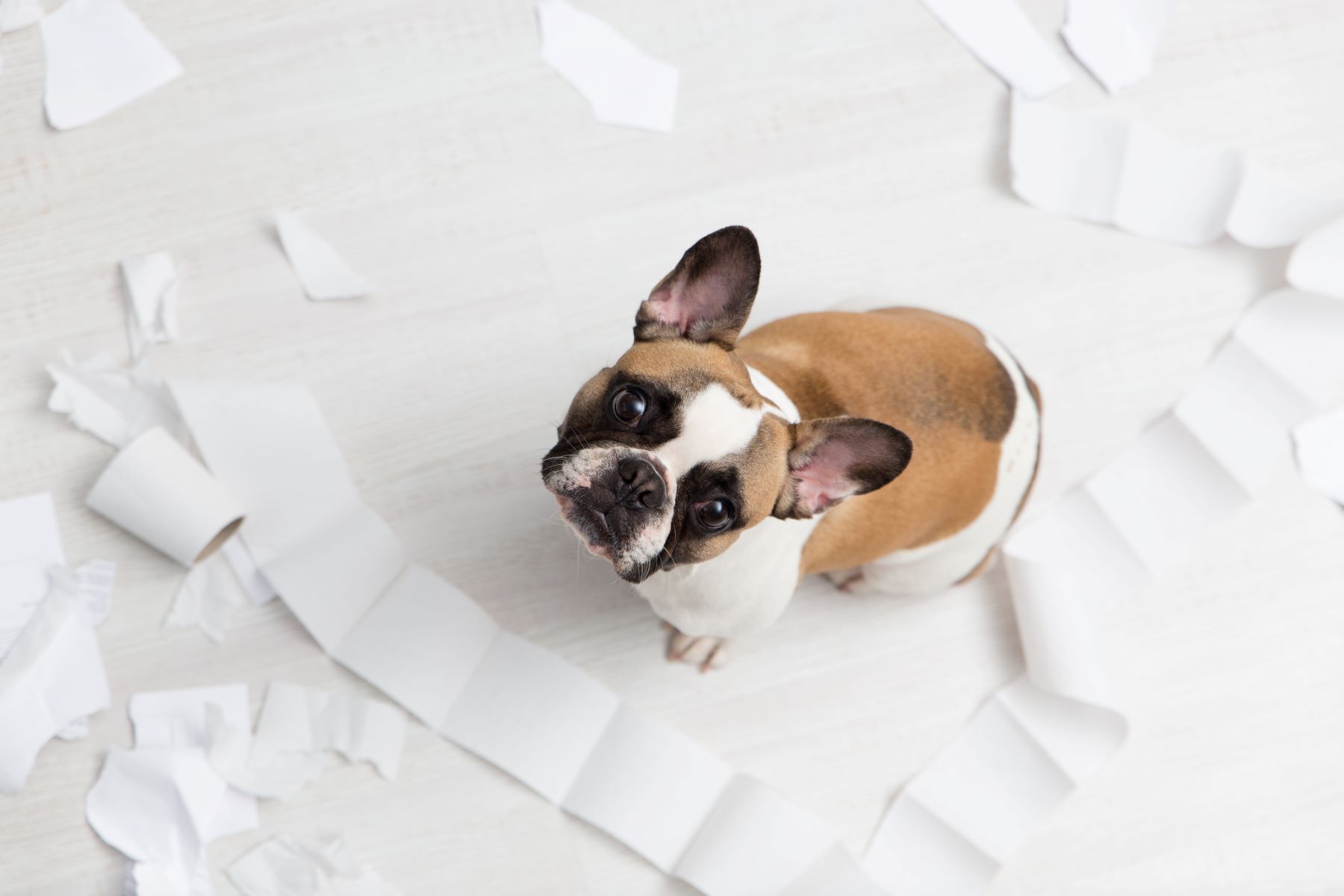 Shocking Consequences Of Dogs Eating Paper Revealed!