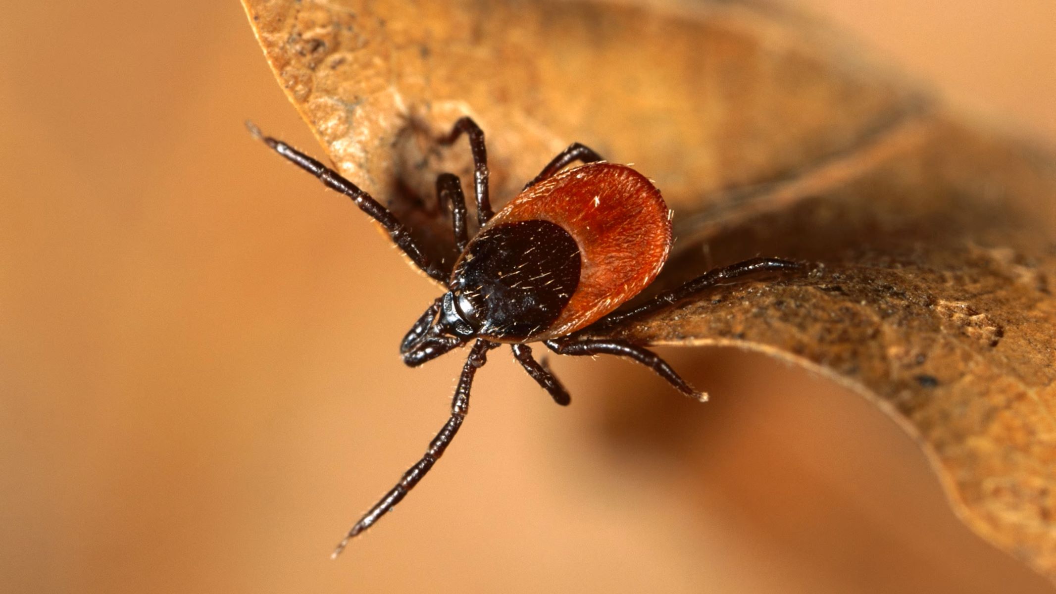 Shocking Discovery: Ticks Found In Human Hair!