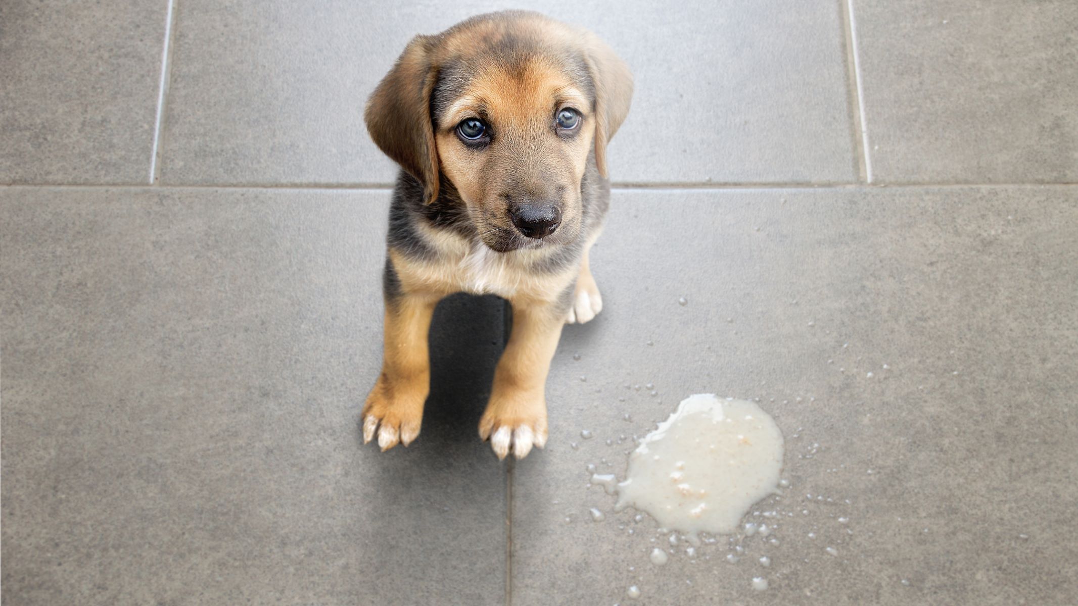 Shocking: Dog Vomits Days After Spaying!